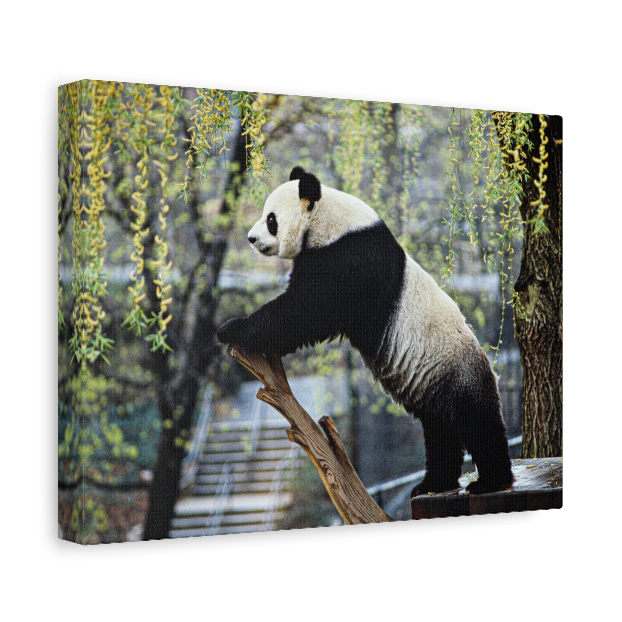 canvas-wall-art-cute-panda-wall-decor-nature-home-decor-panda-gift-panda-canvas-print-stretched-matte-canvas