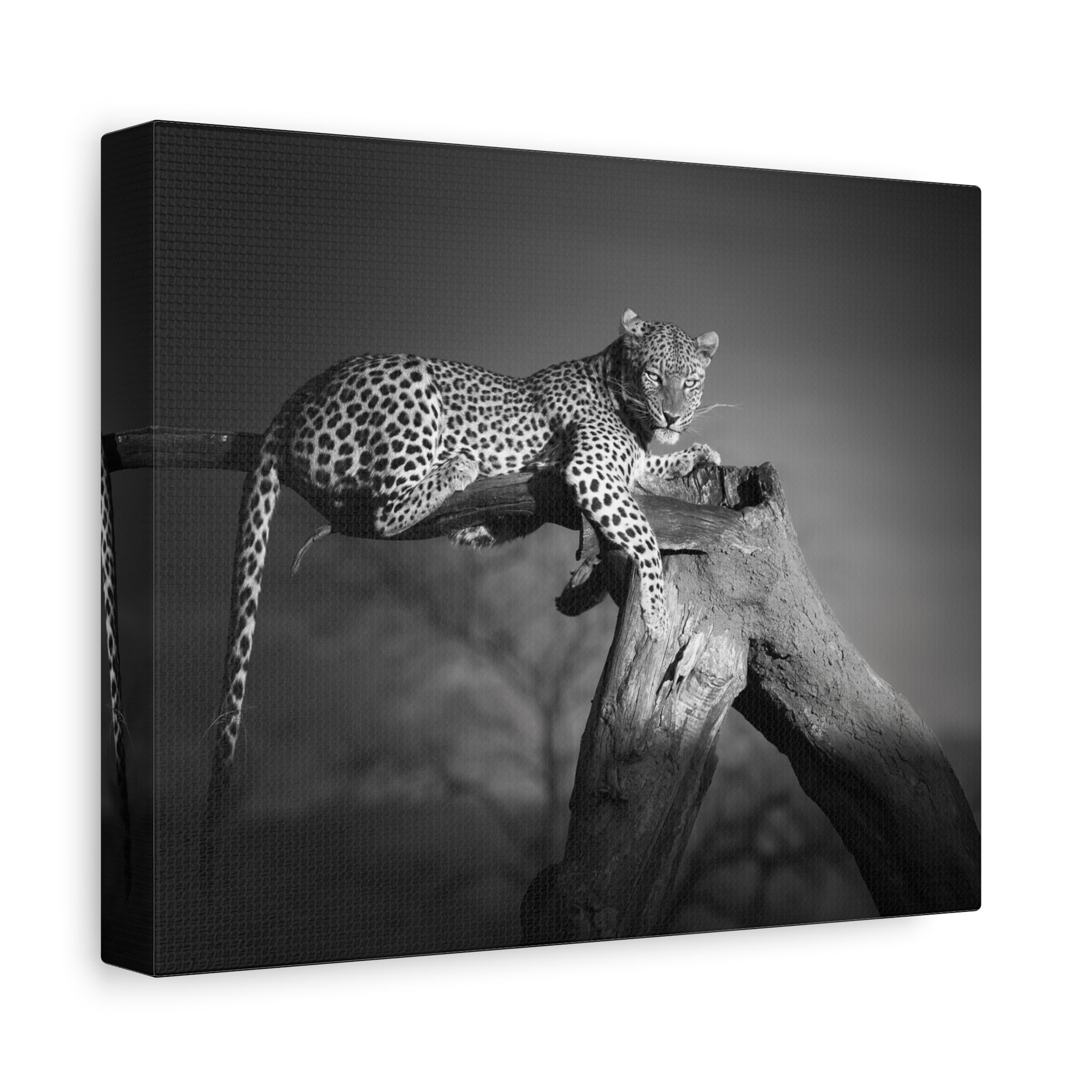 canvas-print-leopard-africa-savanna-wall-decor-black-and-white-photography-living-room-art-stretched-matte-canvas-home-decor-
