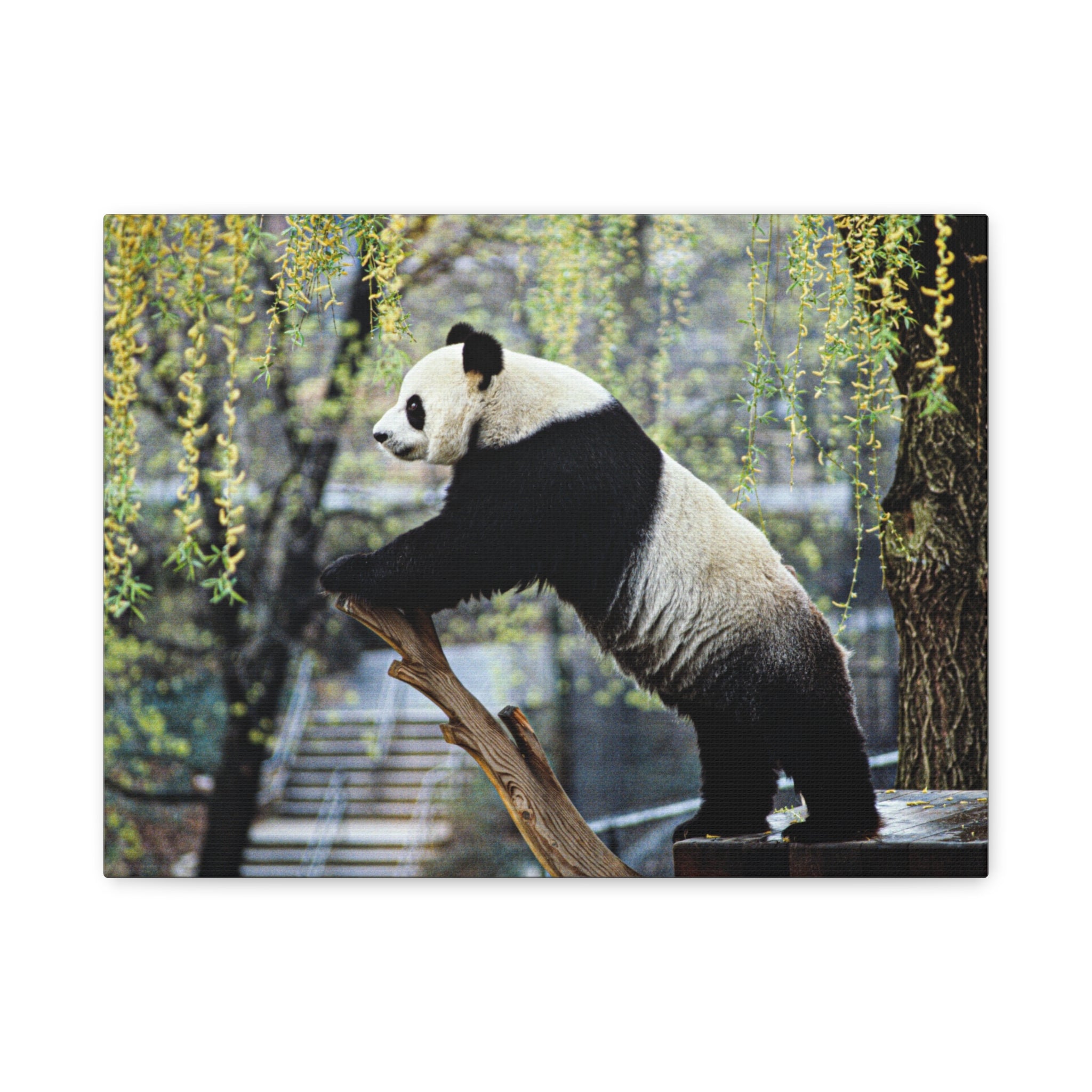 canvas-wall-art-cute-panda-wall-decor-nature-home-decor-panda-gift-panda-canvas-print-stretched-matte-canvas