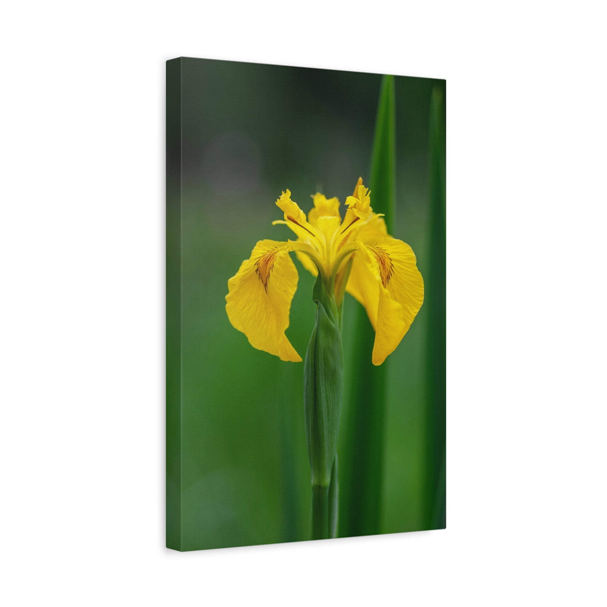 canvas-wall-art-yellow-iris-matte-canvas-print-floral-home-decor-botanical-artwork-living-room-decoration-gift-for-gardeners-