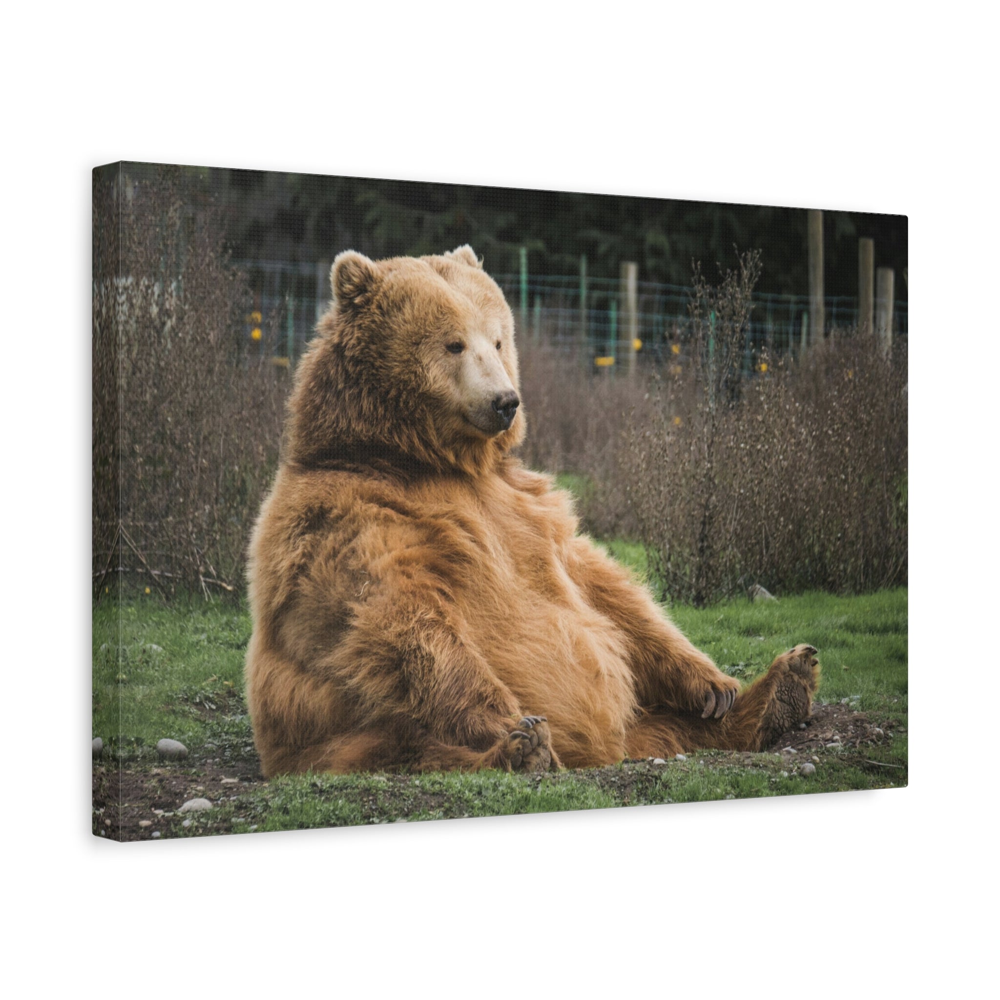 canvas-print-sitting-bear-nature-animal-art-wall-decor-wildlife-artwork-forest-cabin-decor-woodland-nursery-wall-art-outdoor-