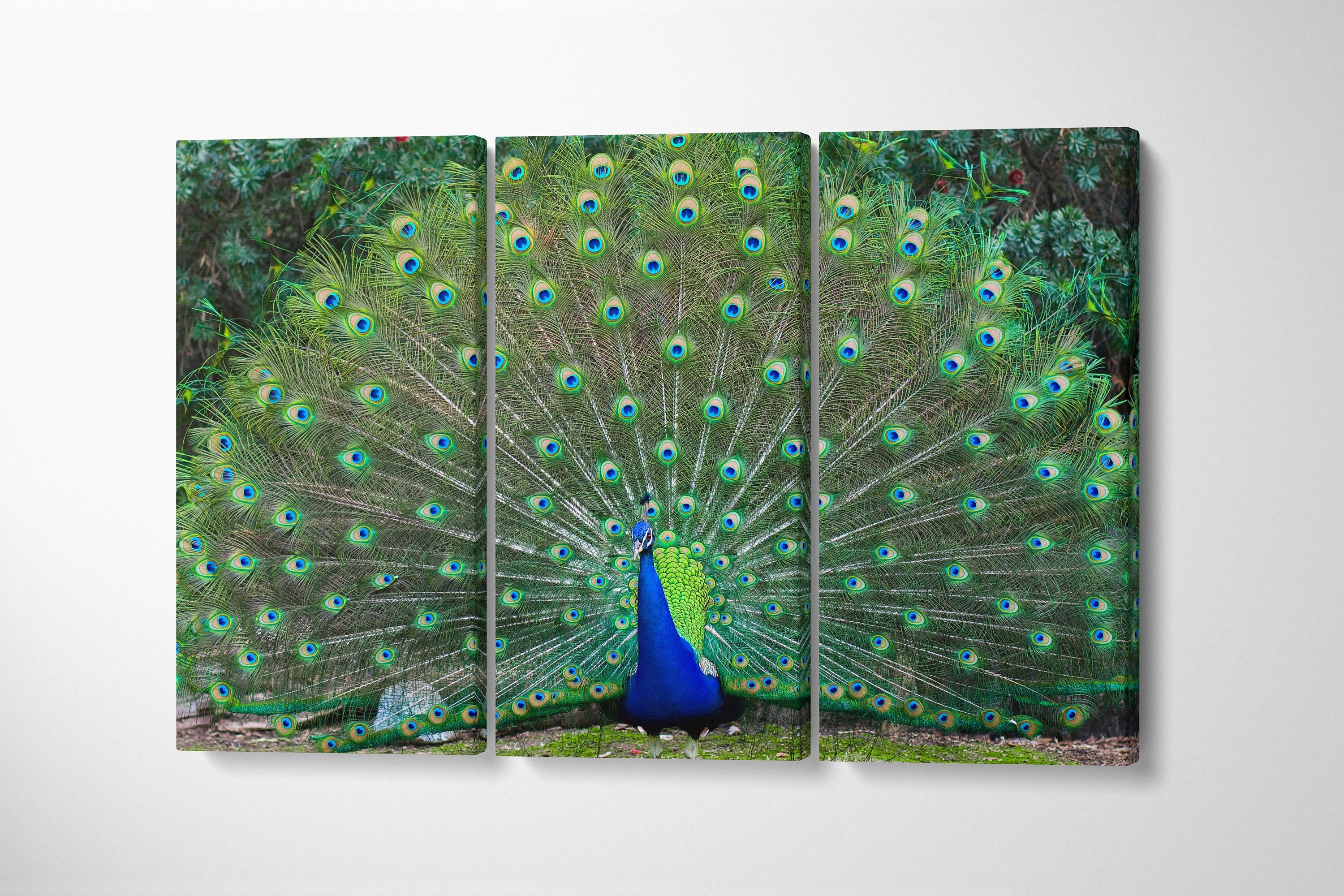 peacock-wall-art-3-piece-canvas-nature-photography-canvas-peafowl-canvas-nature-landscape-3-panel-peacock-canvas-christmas-gi