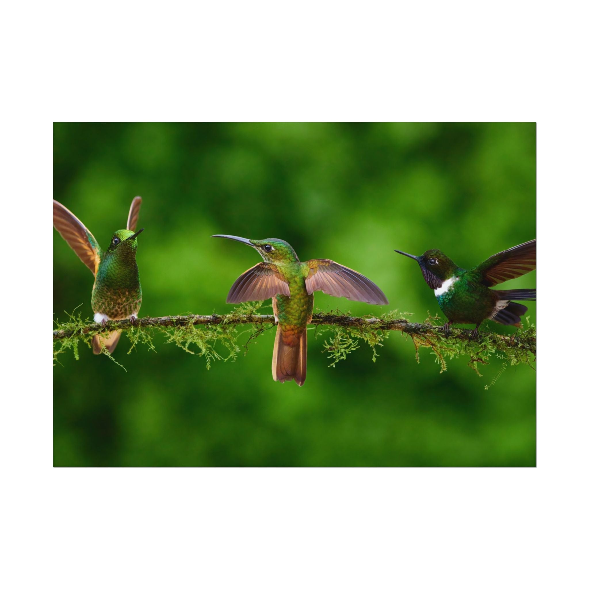 hummingbirds-poster-print-wild-birds-wall-art-home-decor-wall-decor-nature-art-gift-for-bird-lovers-panoramic