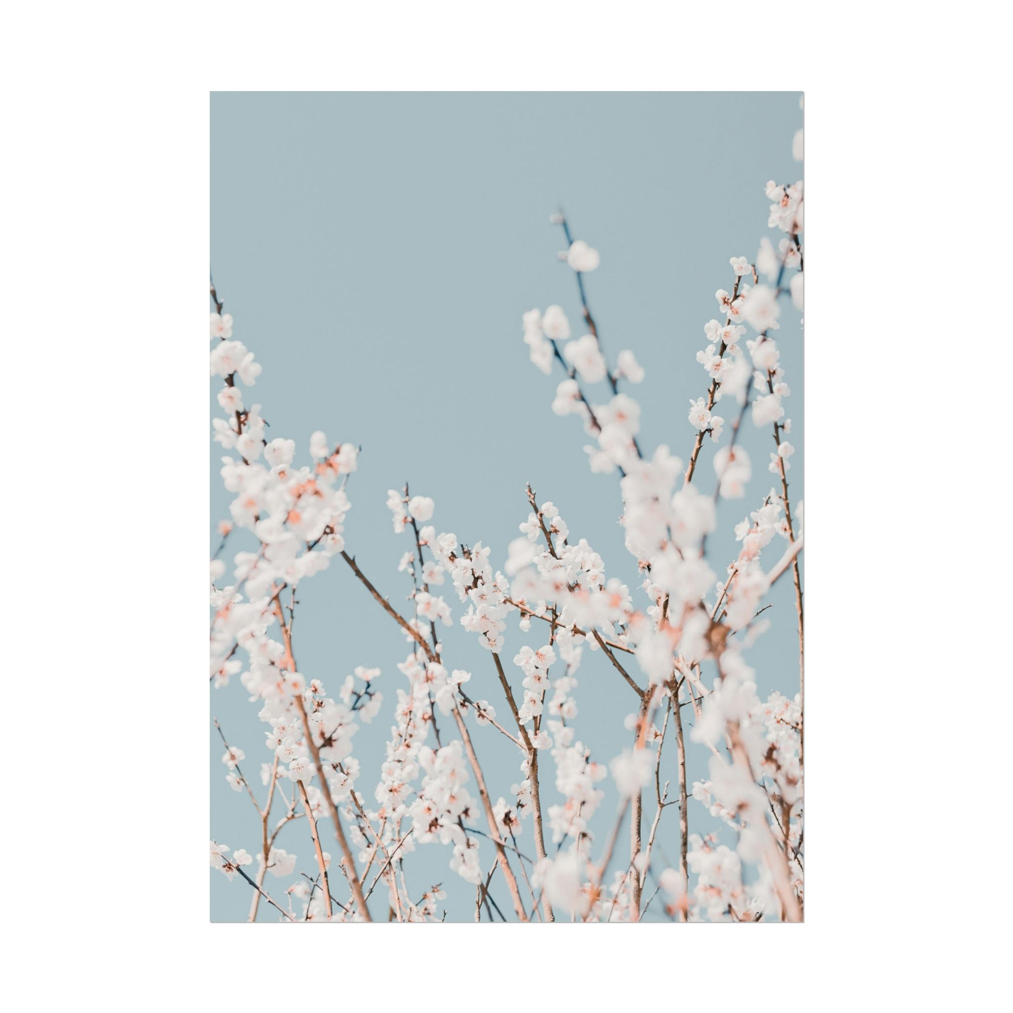 blossom-flowers-poster-print-minimalist-aesthetic-wall-art-fine-art-paper-home-decor-floral-decor-elegant-artwork