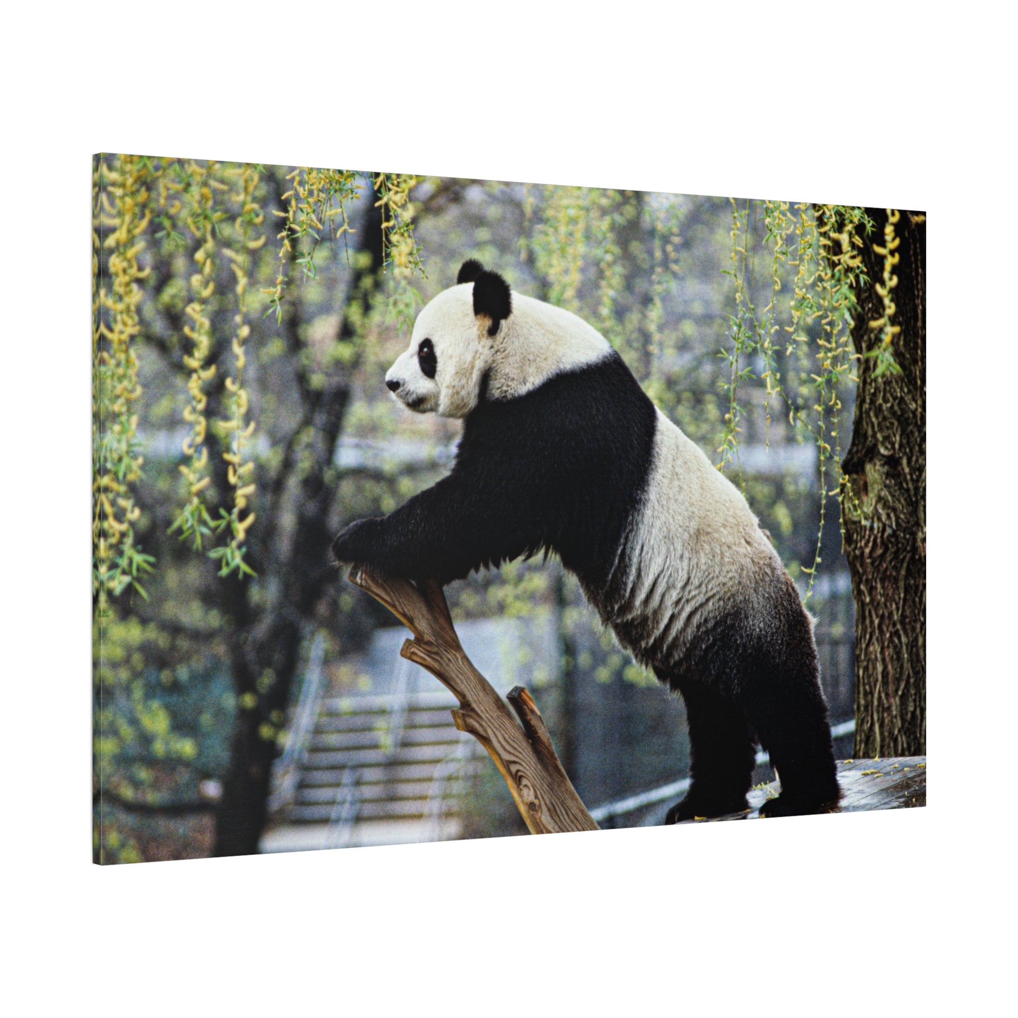 canvas-wall-art-cute-panda-wall-decor-nature-home-decor-panda-gift-panda-canvas-print-stretched-matte-canvas