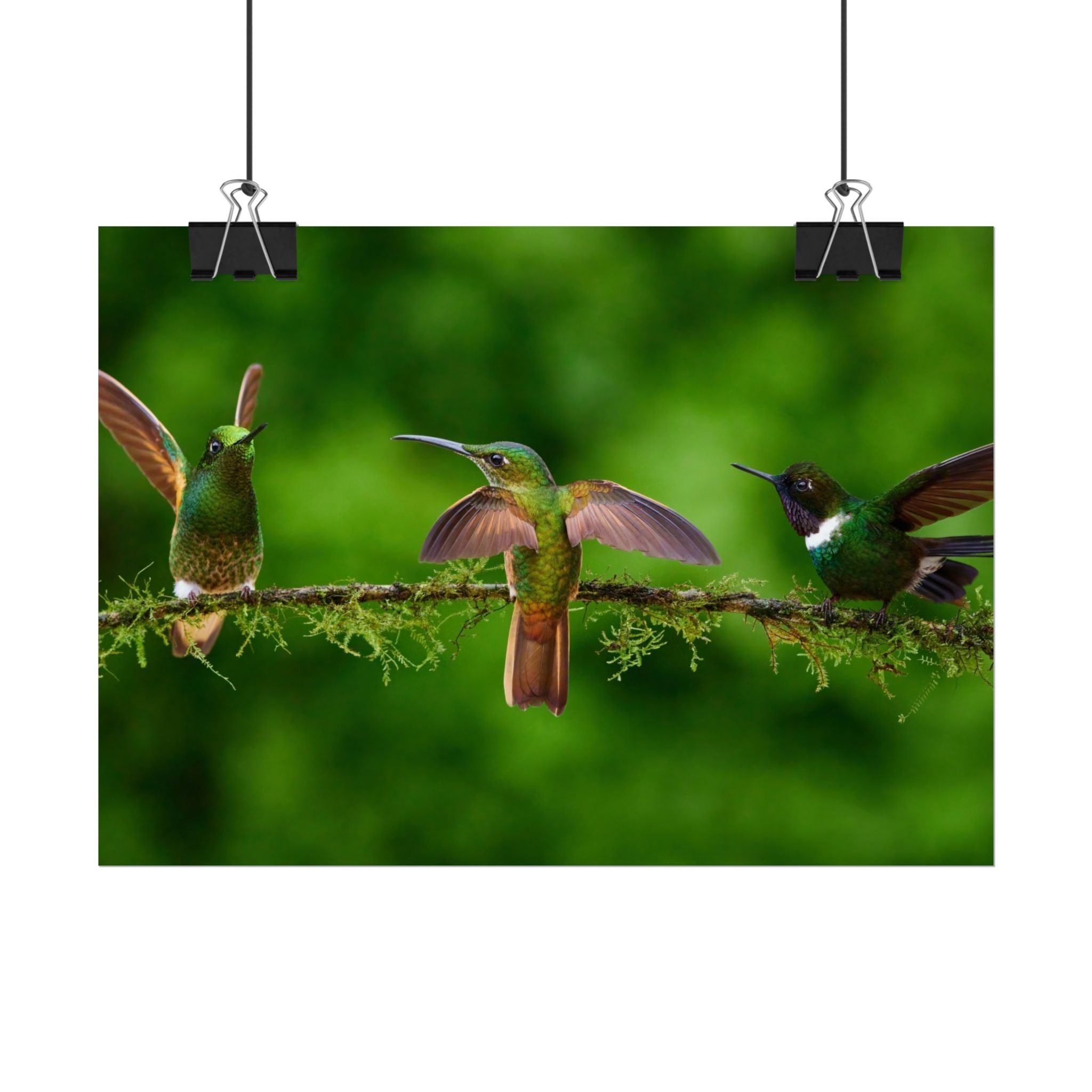 hummingbirds-poster-print-wild-birds-wall-art-home-decor-wall-decor-nature-art-gift-for-bird-lovers-panoramic