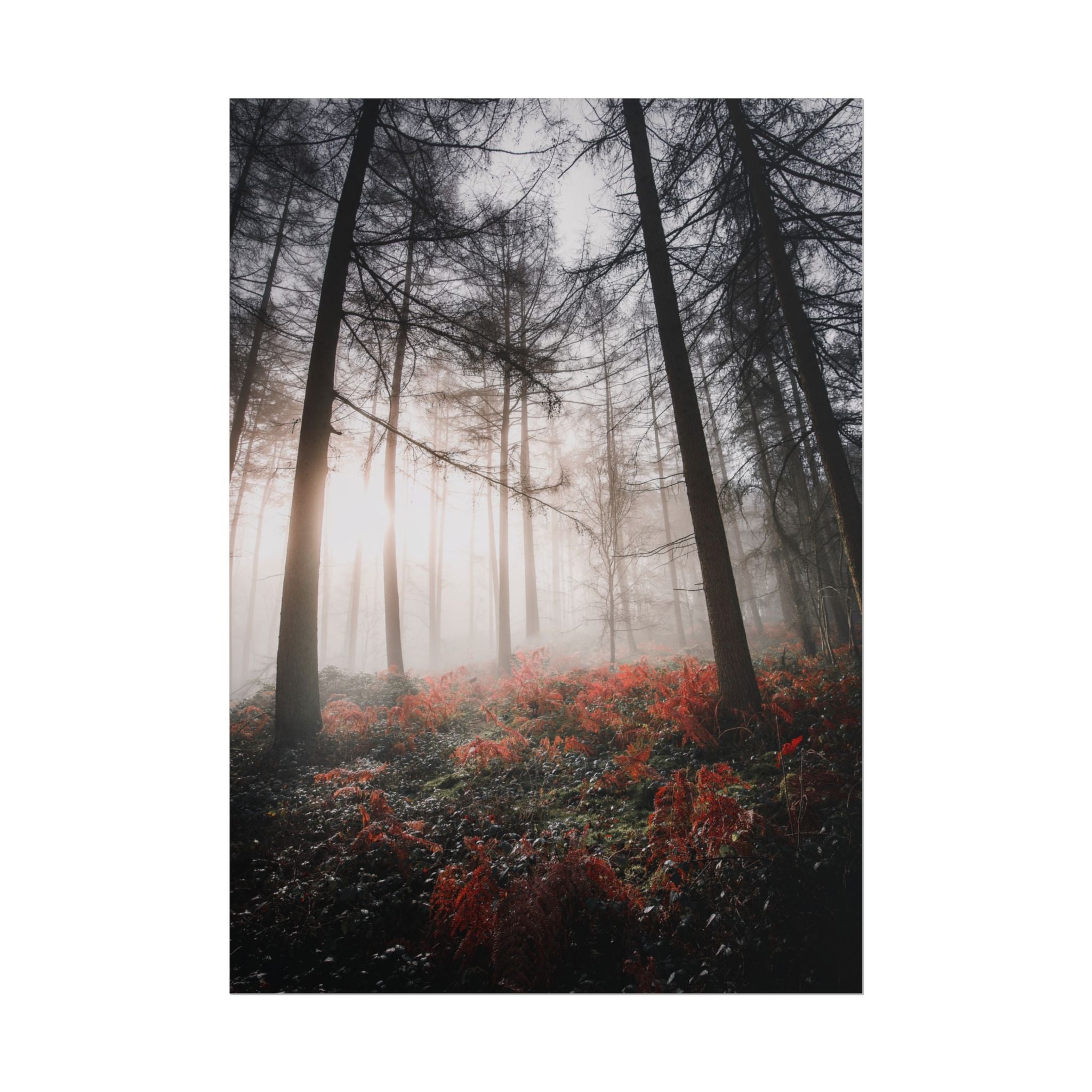 poster-print-misty-woods-art-living-room-wall-decor-sunlight-forest-landscape-aesthetic-nature-art-nature-artwork-poster-gift