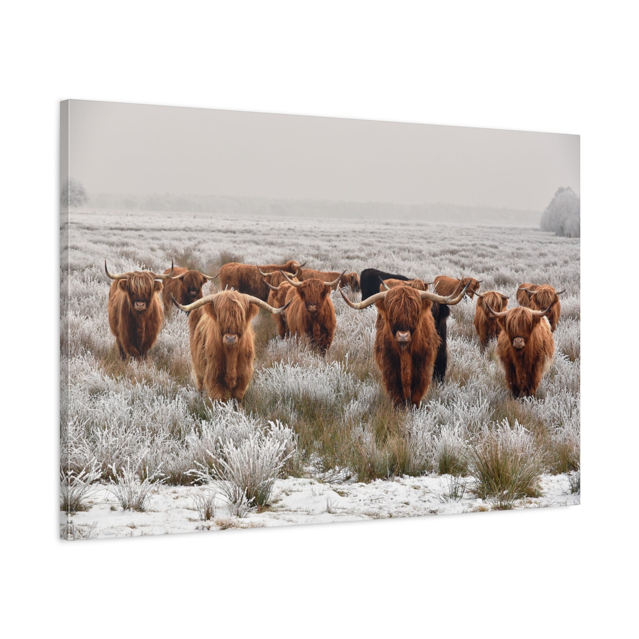 canvas-wall-art-scottish-highland-cow-longhorn-home-decor-stretched-matte-canvas-print-wall-hanging-farmhouse-art-rustic