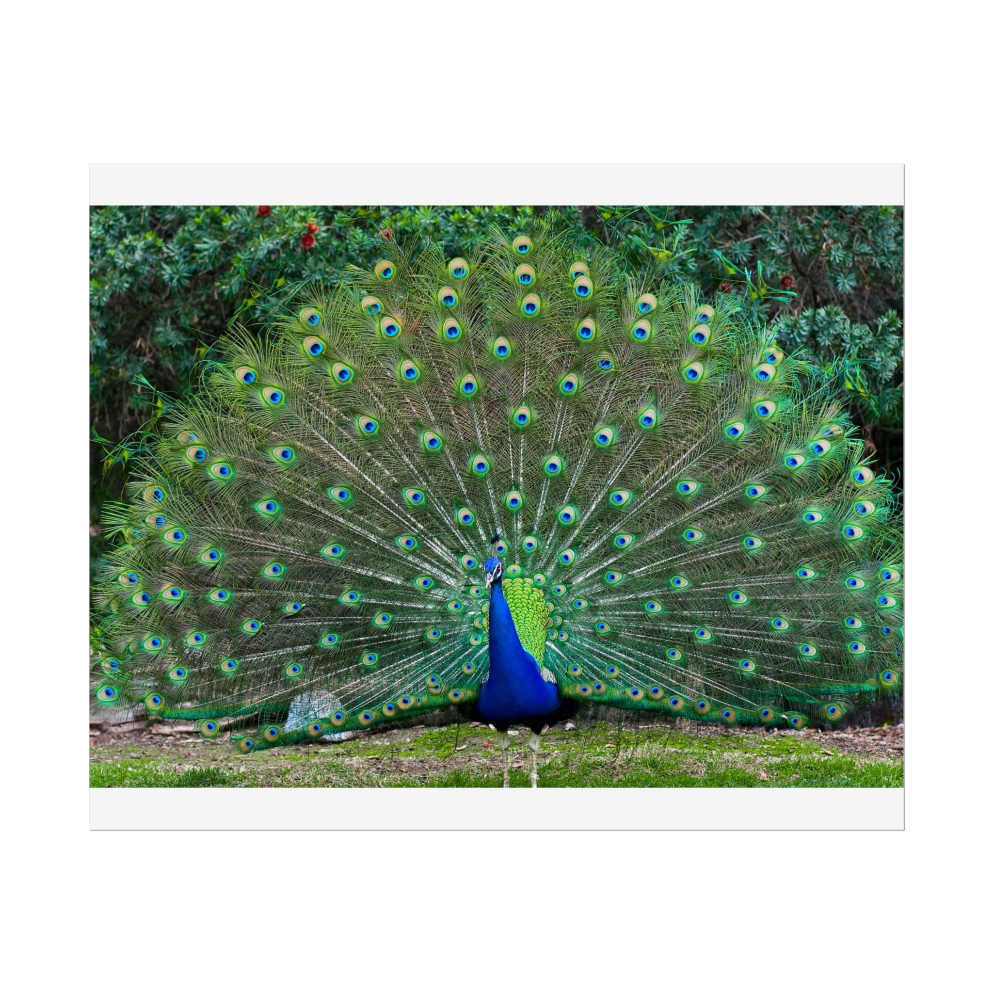 peacock-fine-art-poster-wall-art-print-gift-home-decor-rolled-posters-art-prints-unique-room-decor-animal-lover-gift-nature