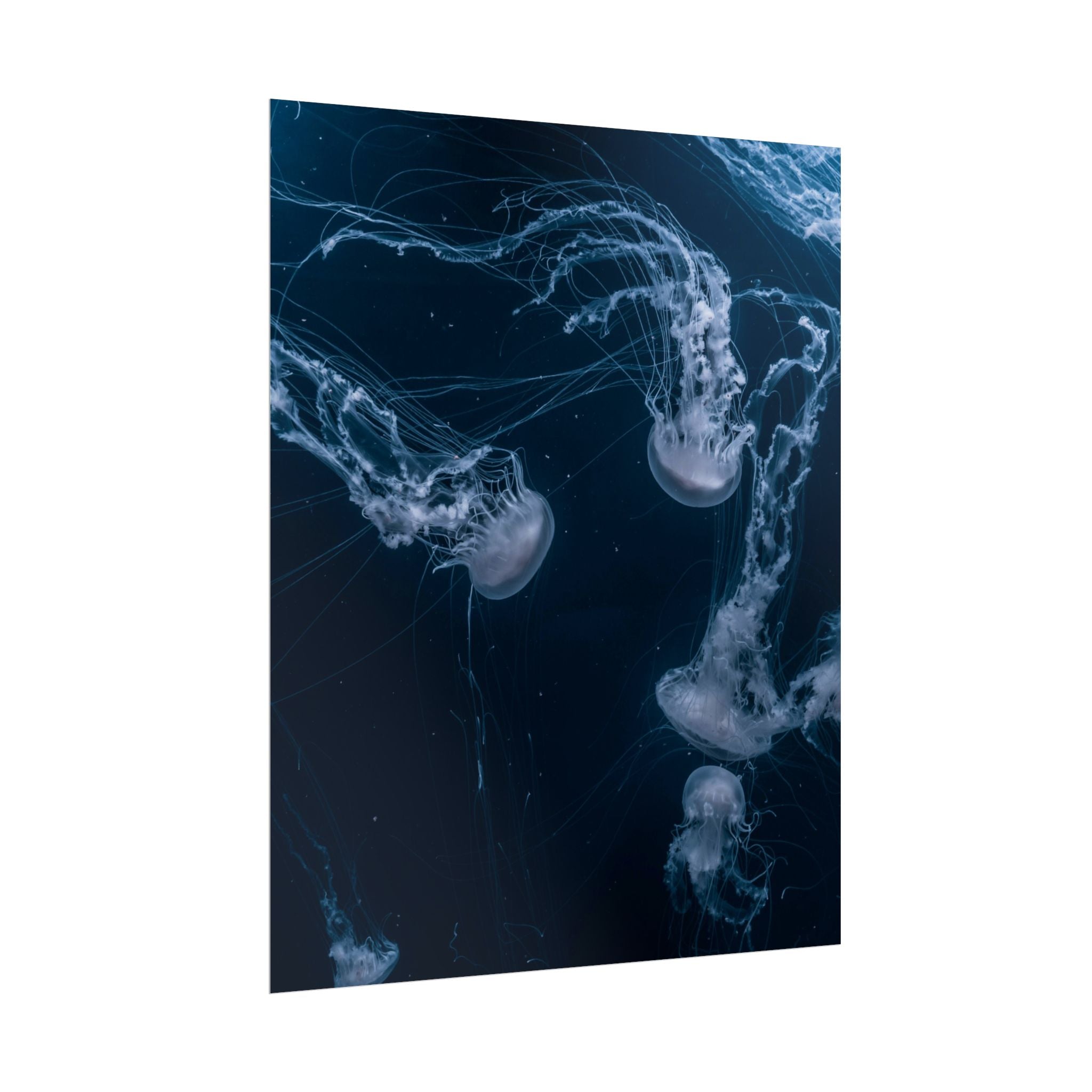 long-jellyfish-wall-art-poster-print-wall-hanging-ocean-life-deep-ocean-decor-home-decor-housewarming-gift