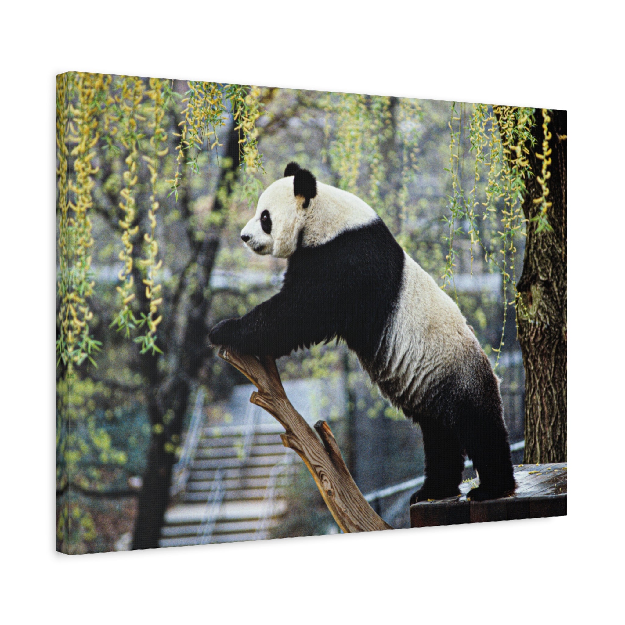 canvas-wall-art-cute-panda-wall-decor-nature-home-decor-panda-gift-panda-canvas-print-stretched-matte-canvas