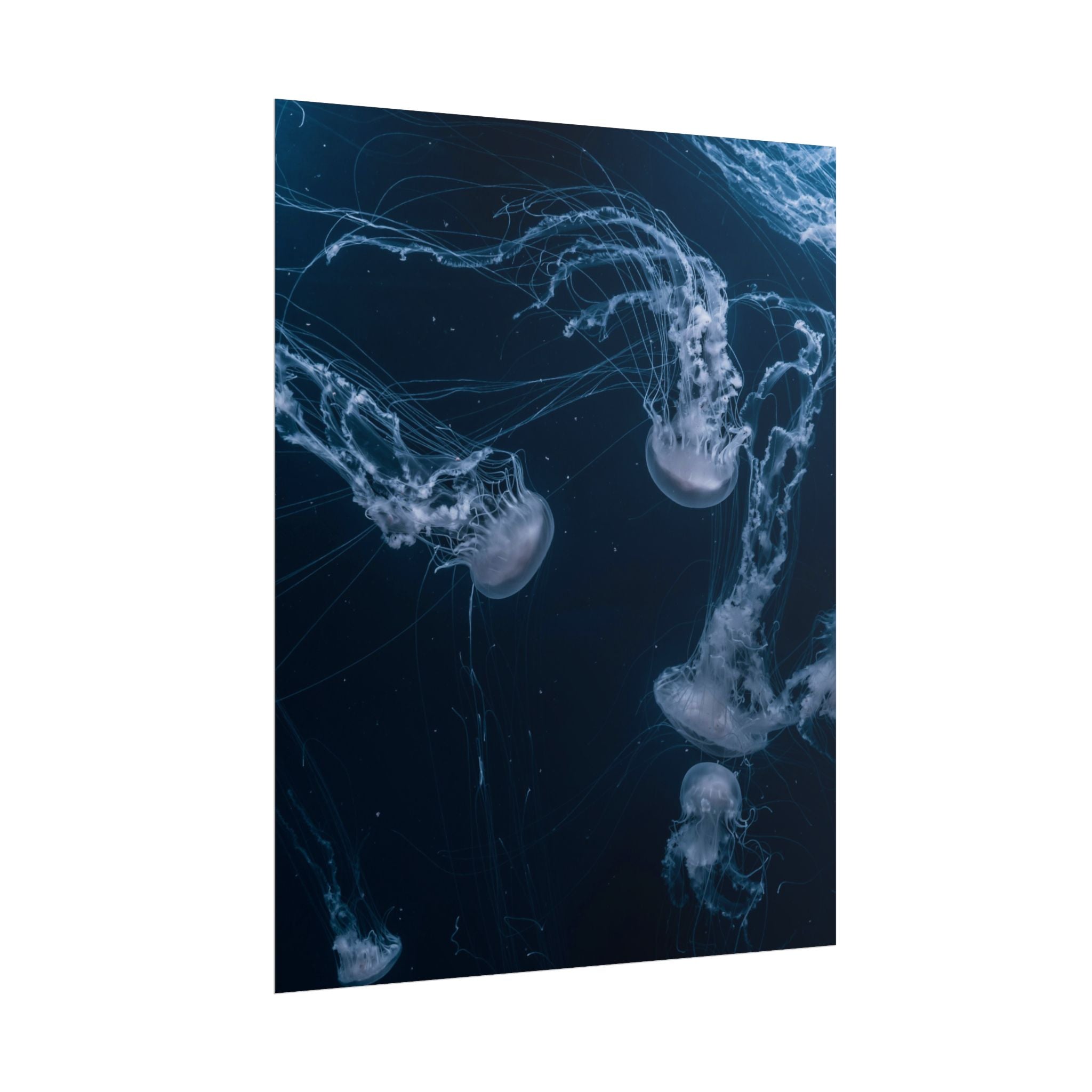 long-jellyfish-wall-art-poster-print-wall-hanging-ocean-life-deep-ocean-decor-home-decor-housewarming-gift