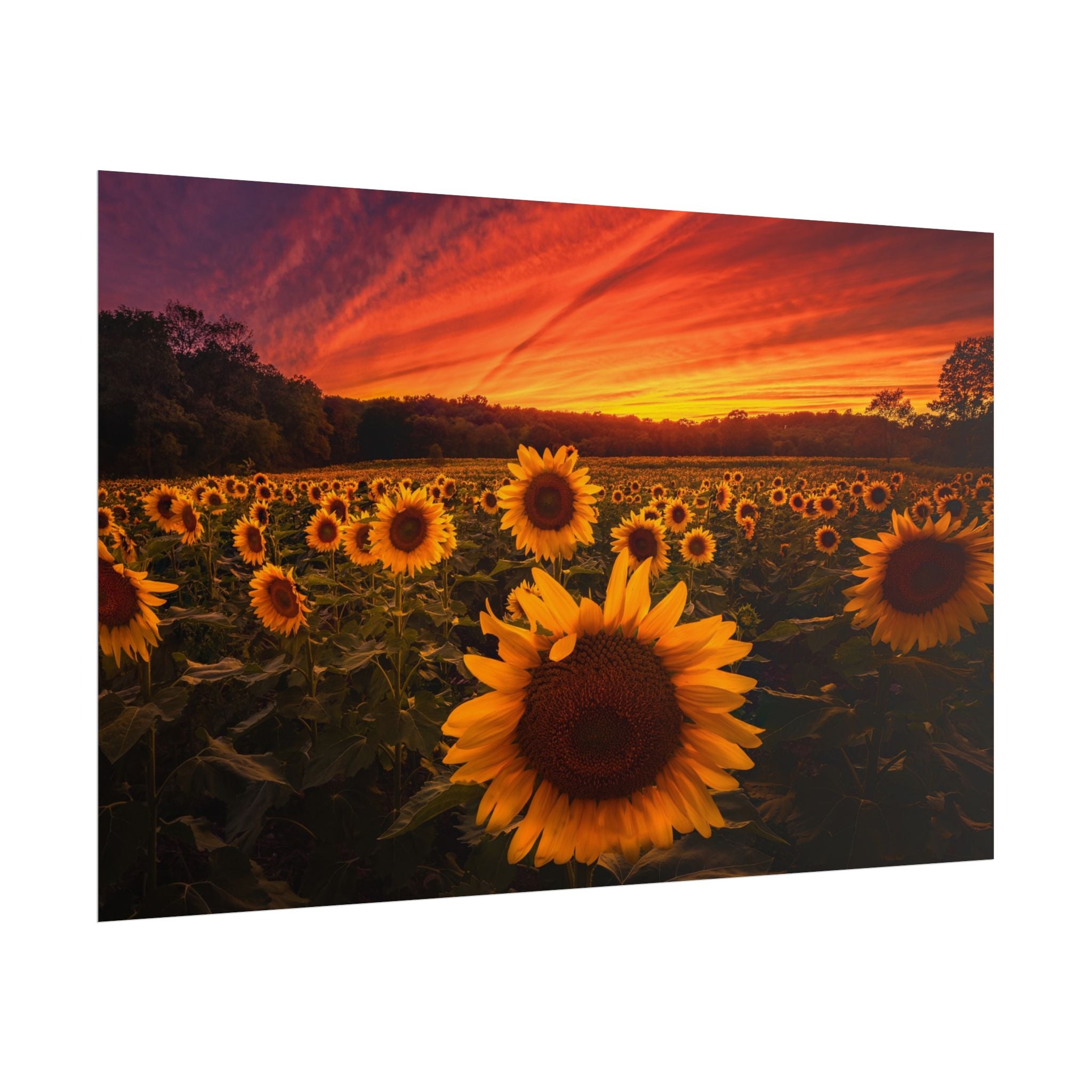 sun-flower-poster-print-sunset-wall-art-decor-home-decor-nature-art-floral-print-gift-for-nature-lovers-farmhouse-wall-decor