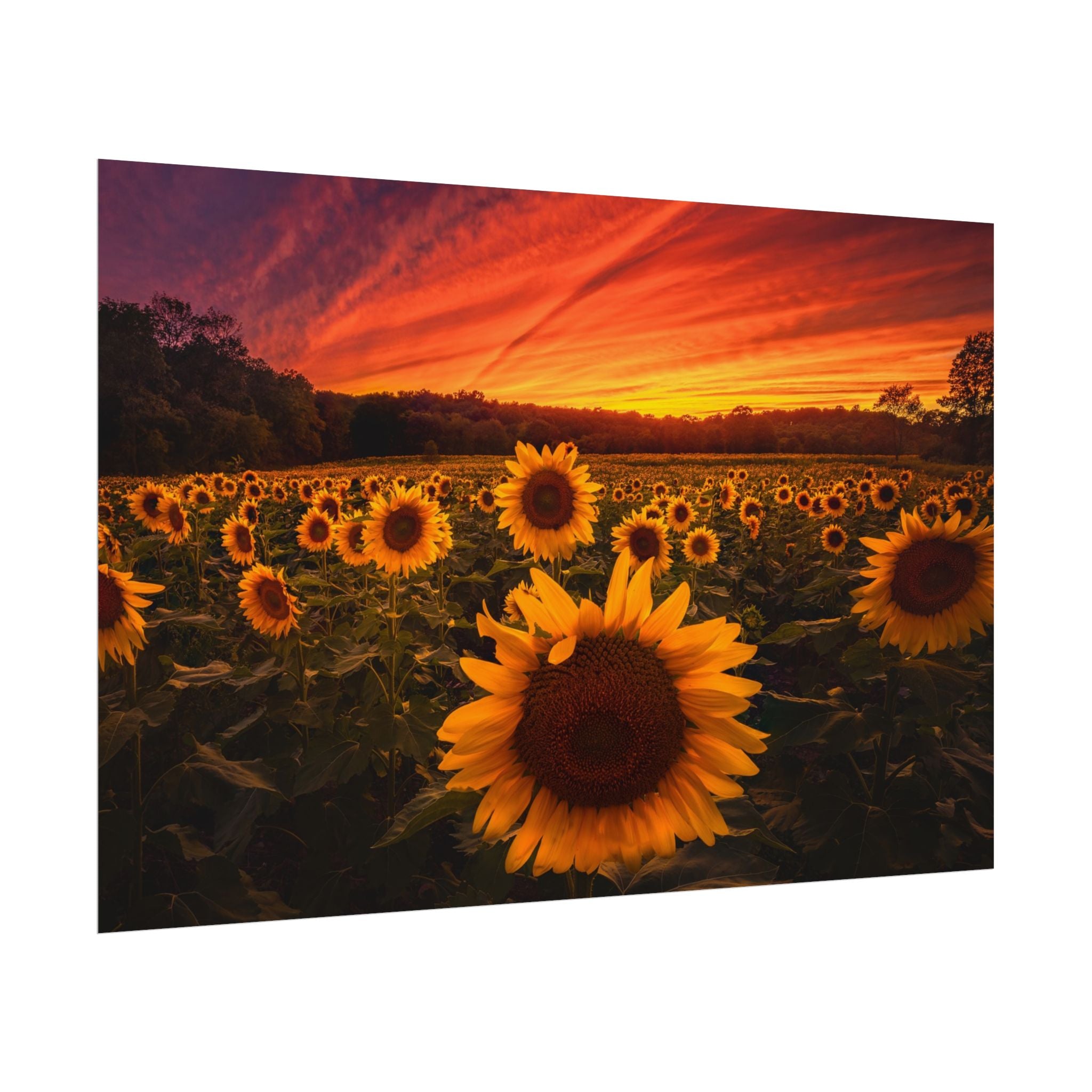 sun-flower-poster-print-sunset-wall-art-decor-home-decor-nature-art-floral-print-gift-for-nature-lovers-farmhouse-wall-decor