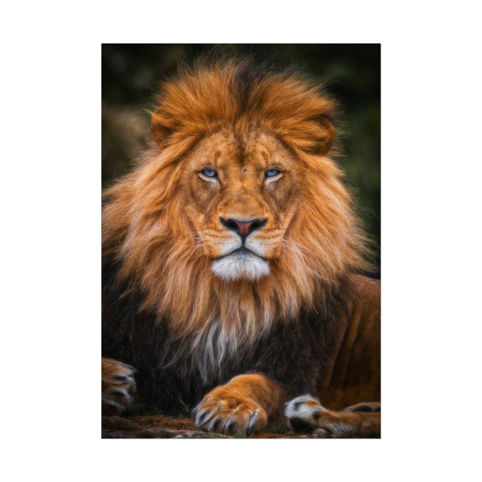blue-eyed-lion-poster-wall-art-wildlife-home-decor-animal-lover-gift-safari-decoration-wildlife-art-print-lion-wall-decor