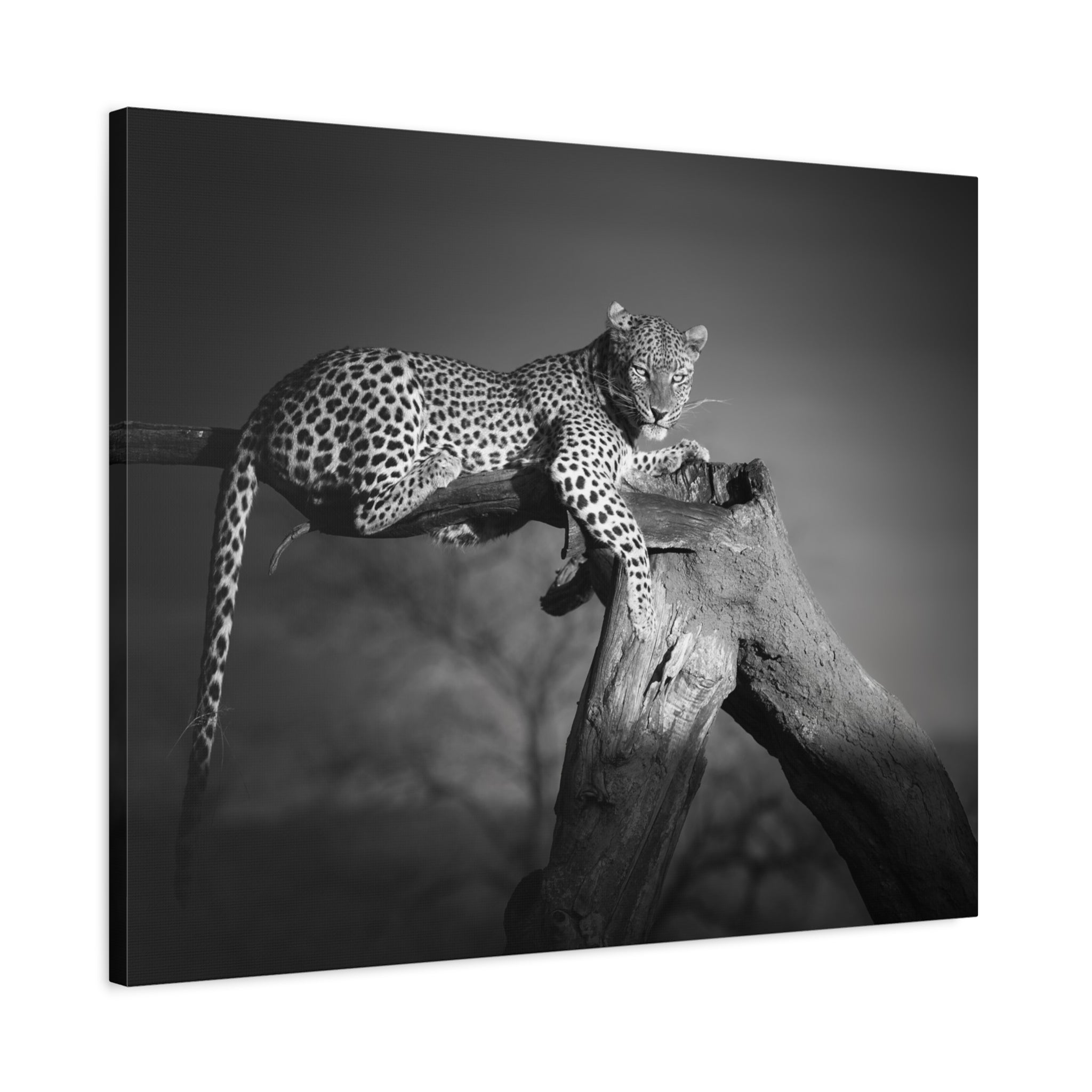 canvas-print-leopard-africa-savanna-wall-decor-black-and-white-photography-living-room-art-stretched-matte-canvas-home-decor-