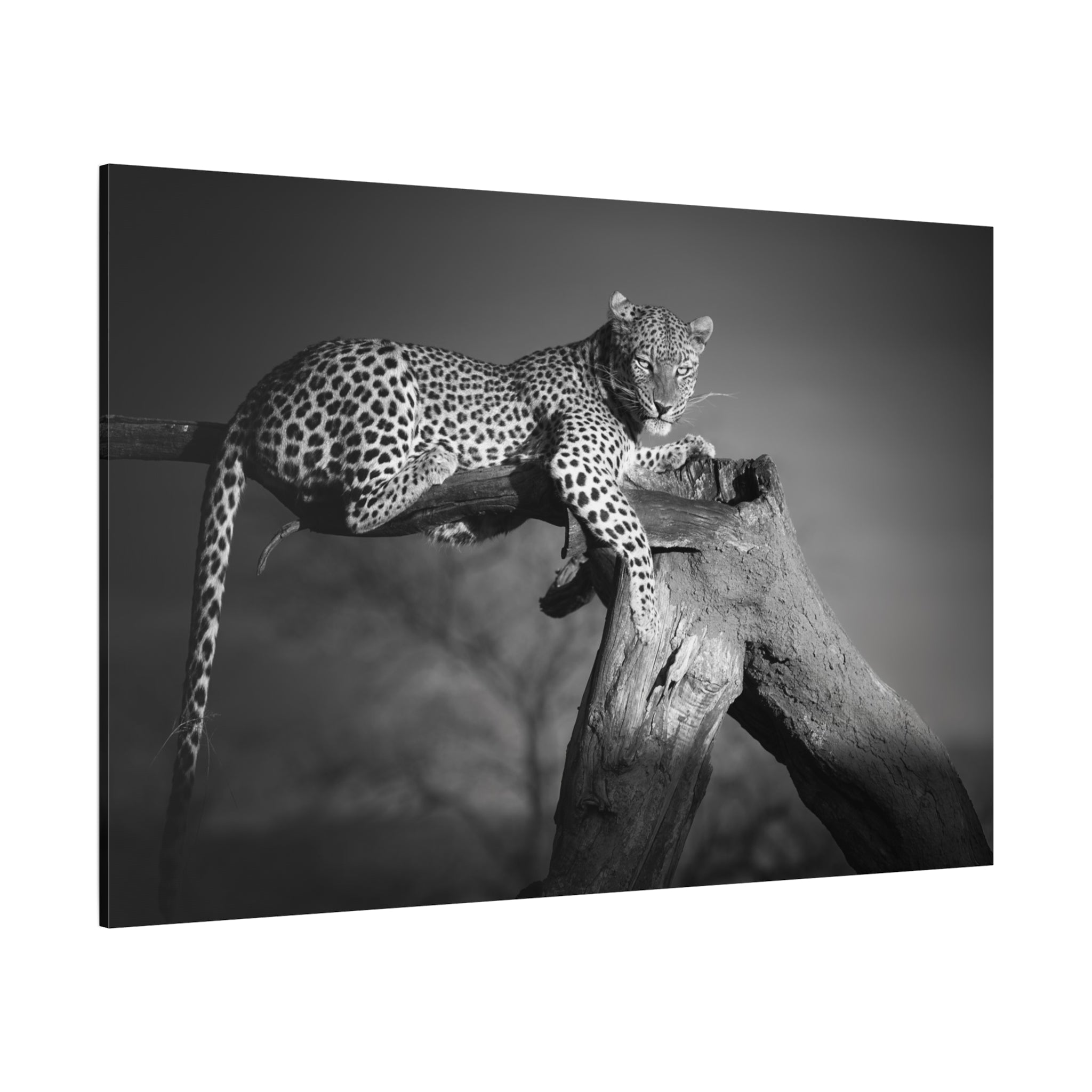 canvas-print-leopard-africa-savanna-wall-decor-black-and-white-photography-living-room-art-stretched-matte-canvas-home-decor-