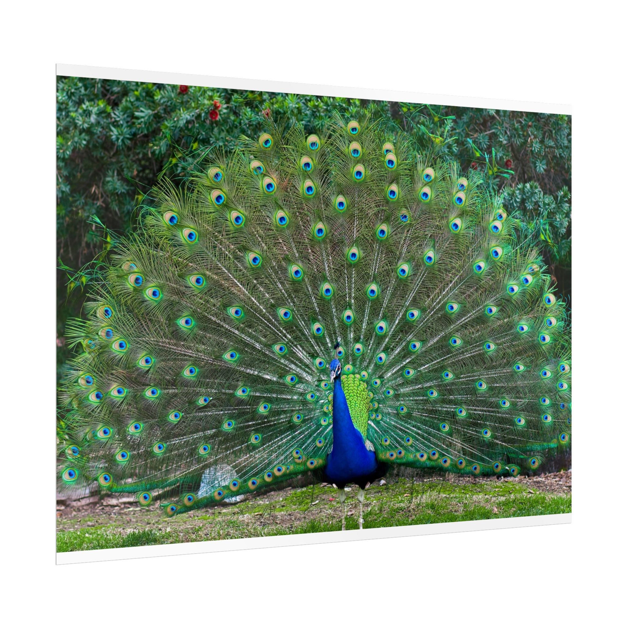 peacock-fine-art-poster-wall-art-print-gift-home-decor-rolled-posters-art-prints-unique-room-decor-animal-lover-gift-nature