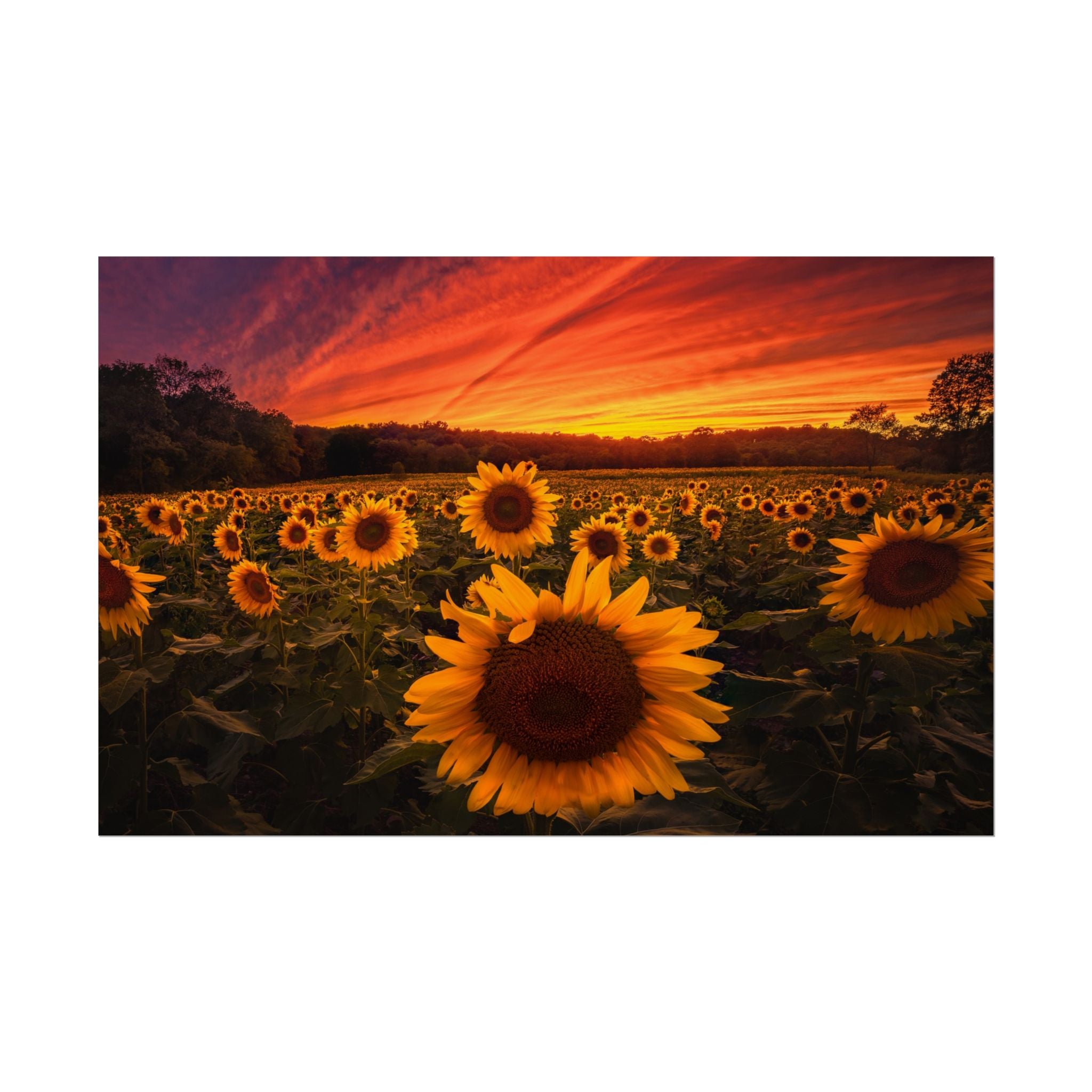 sun-flower-poster-print-sunset-wall-art-decor-home-decor-nature-art-floral-print-gift-for-nature-lovers-farmhouse-wall-decor