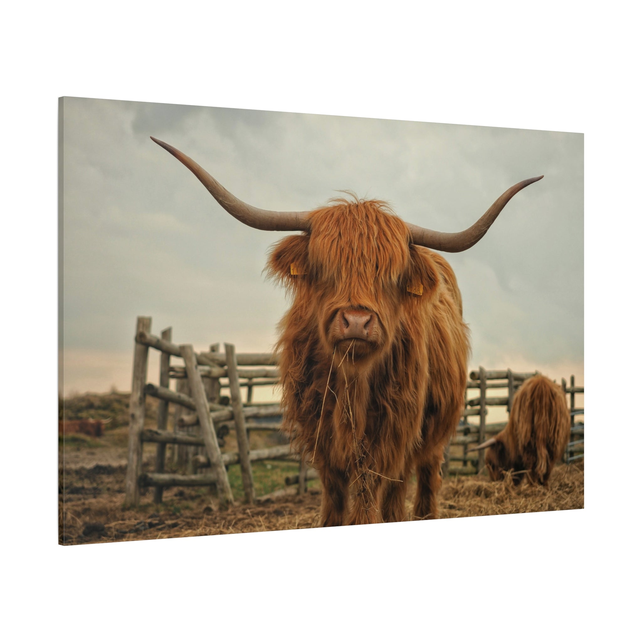 canvas-print-cow-art-home-decor-wall-art-farmhouse-art-living-room-decor-matte-canvas-print-cow-lovers-gift-scotland-highland