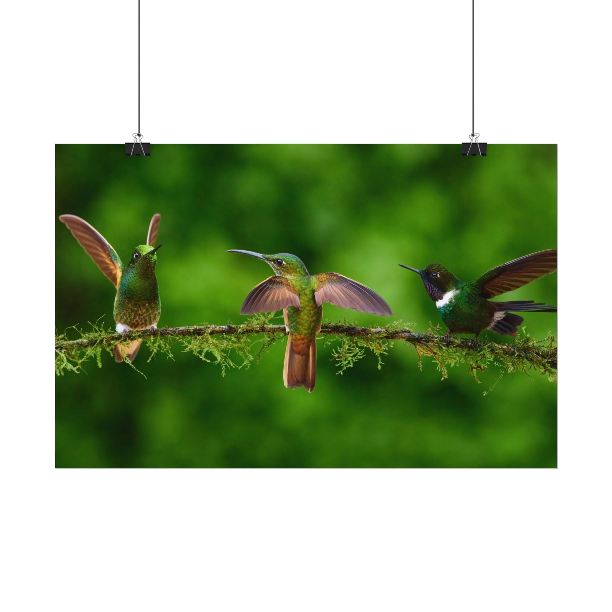hummingbirds-poster-print-wild-birds-wall-art-home-decor-wall-decor-nature-art-gift-for-bird-lovers-panoramic