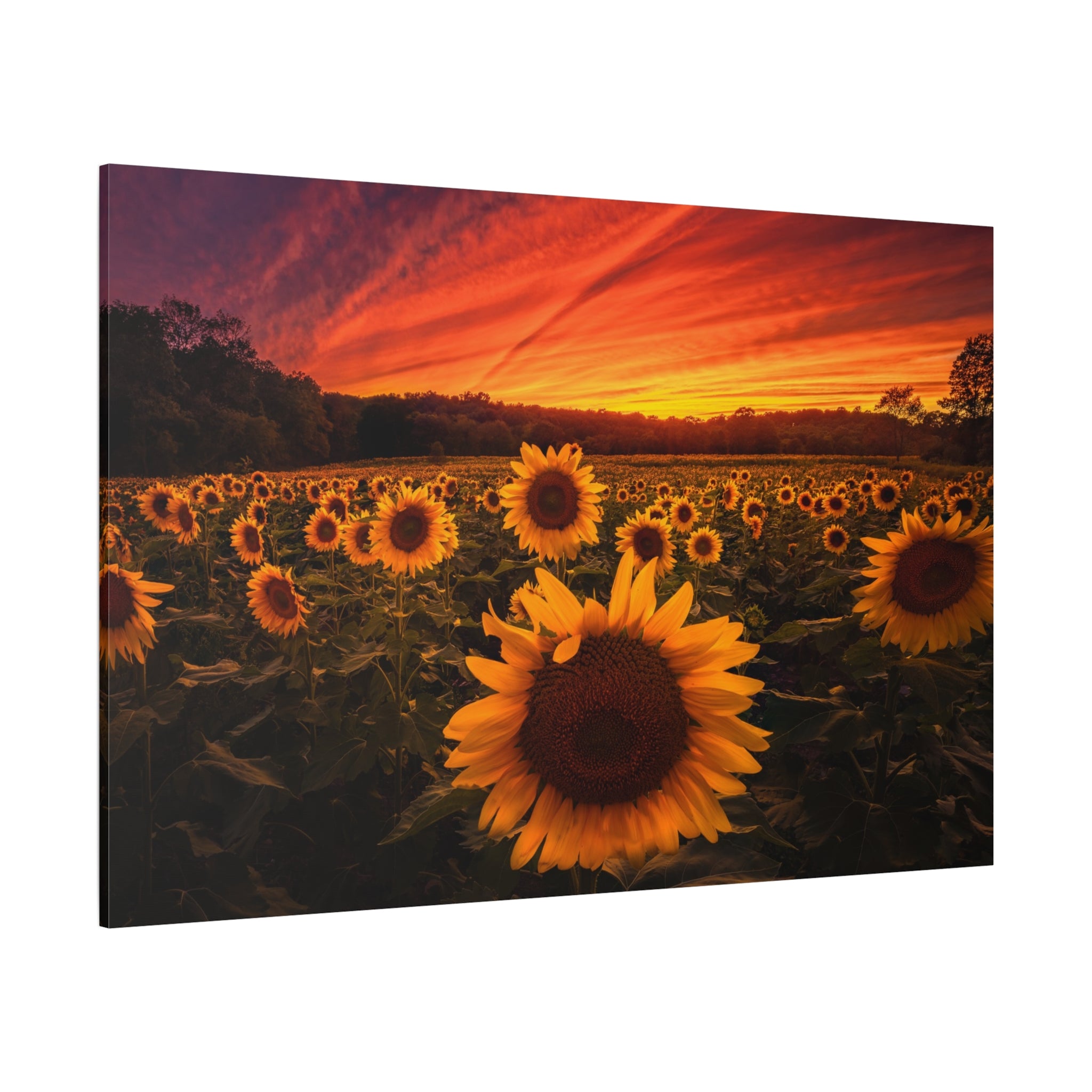 canvas-print-sun-flower-sunset-wall-art-decor-home-decor-nature-art-floral-print-gift-for-nature-lovers-farmhouse-wall-decor