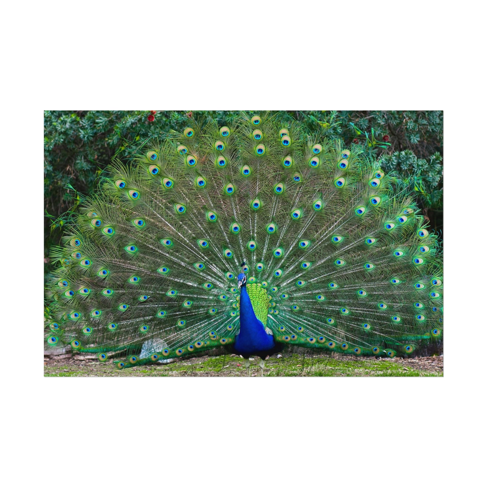 peacock-fine-art-poster-wall-art-print-gift-home-decor-rolled-posters-art-prints-unique-room-decor-animal-lover-gift-nature