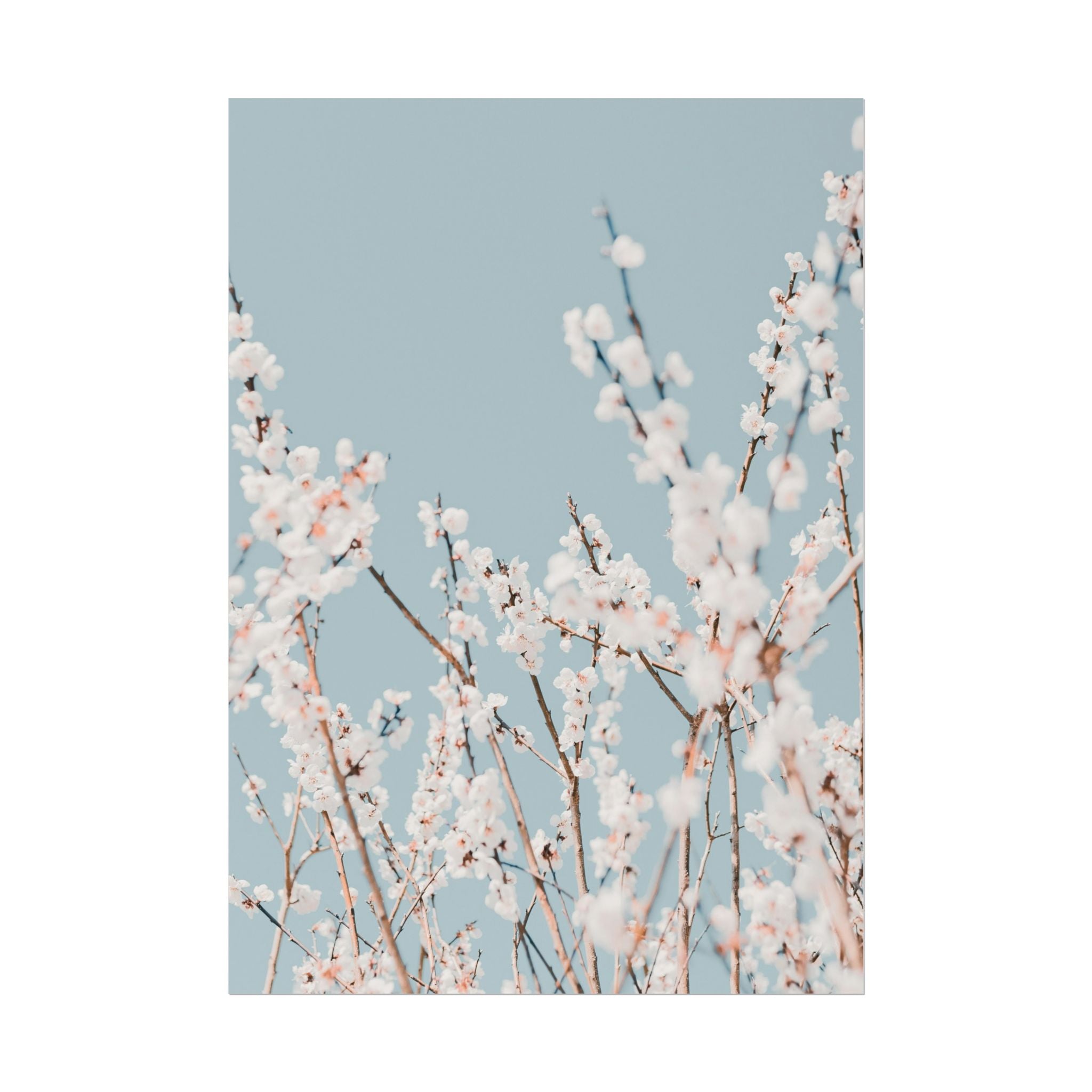 blossom-flowers-poster-print-minimalist-aesthetic-wall-art-fine-art-paper-home-decor-floral-decor-elegant-artwork