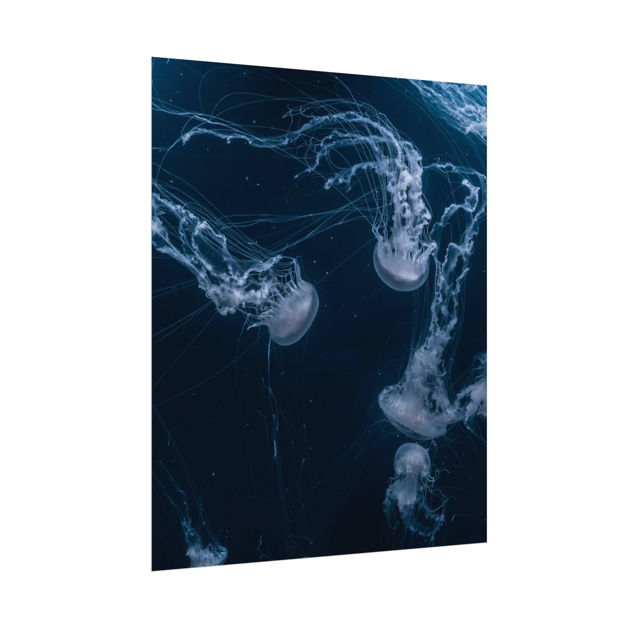 long-jellyfish-wall-art-poster-print-wall-hanging-ocean-life-deep-ocean-decor-home-decor-housewarming-gift