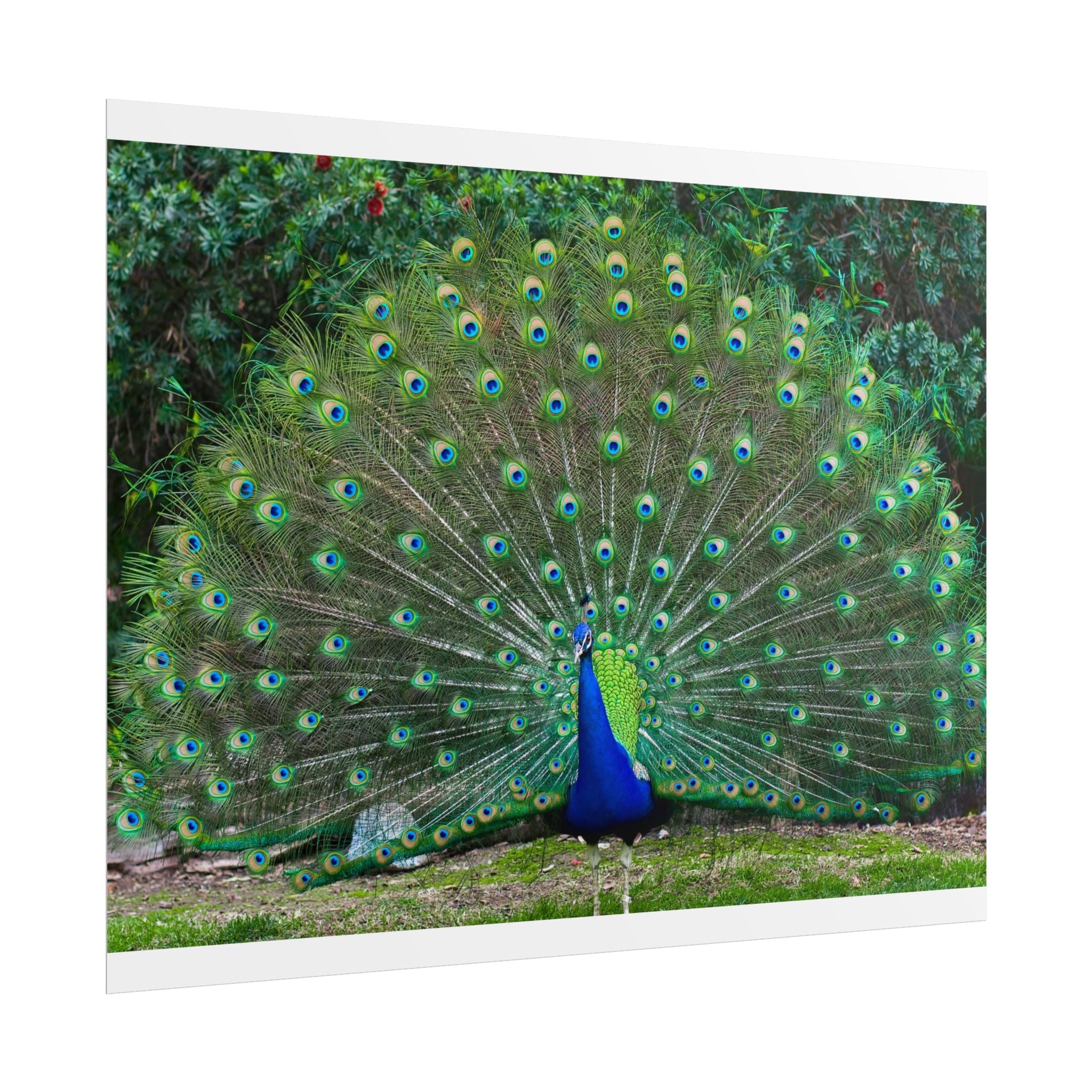 peacock-fine-art-poster-wall-art-print-gift-home-decor-rolled-posters-art-prints-unique-room-decor-animal-lover-gift-nature