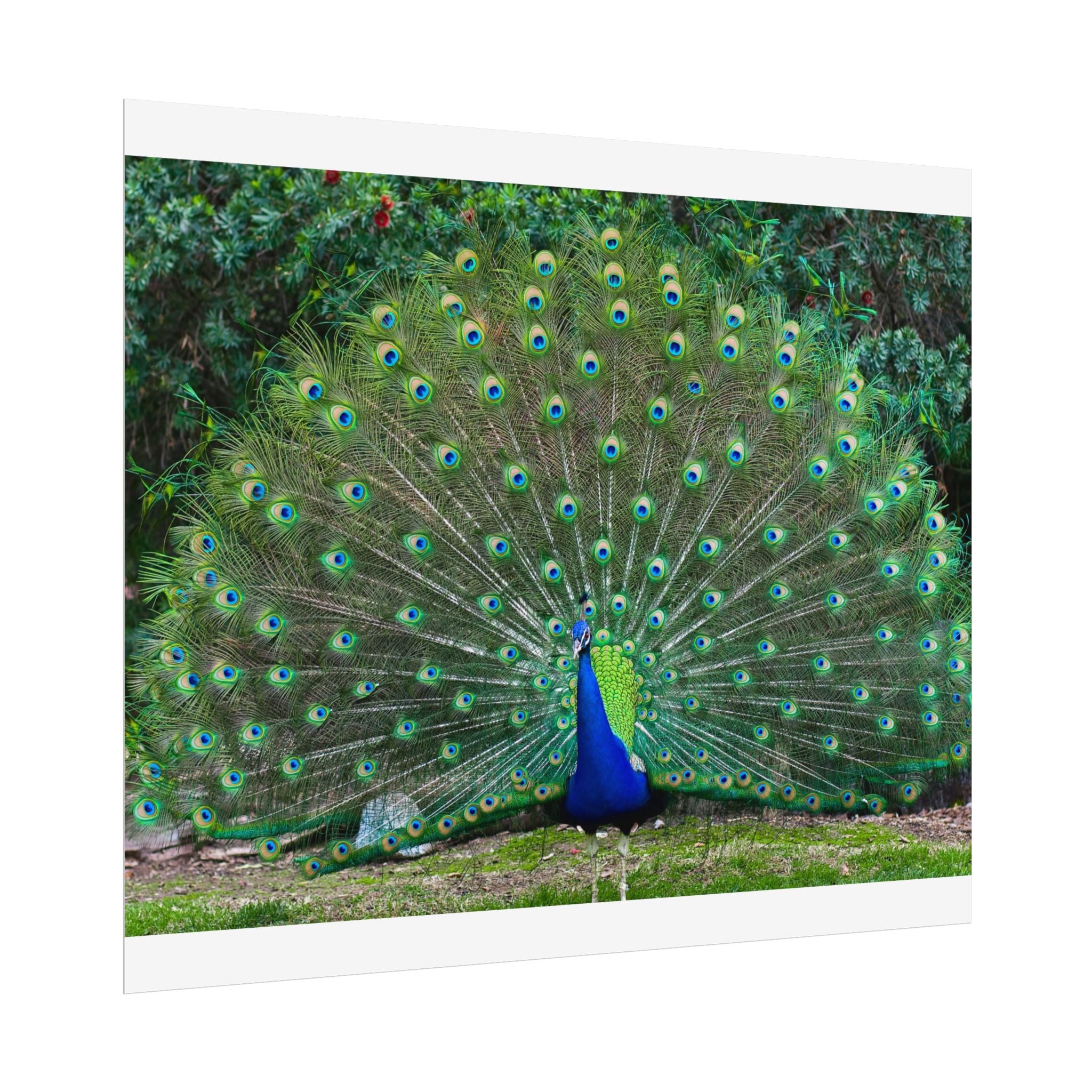 peacock-fine-art-poster-wall-art-print-gift-home-decor-rolled-posters-art-prints-unique-room-decor-animal-lover-gift-nature
