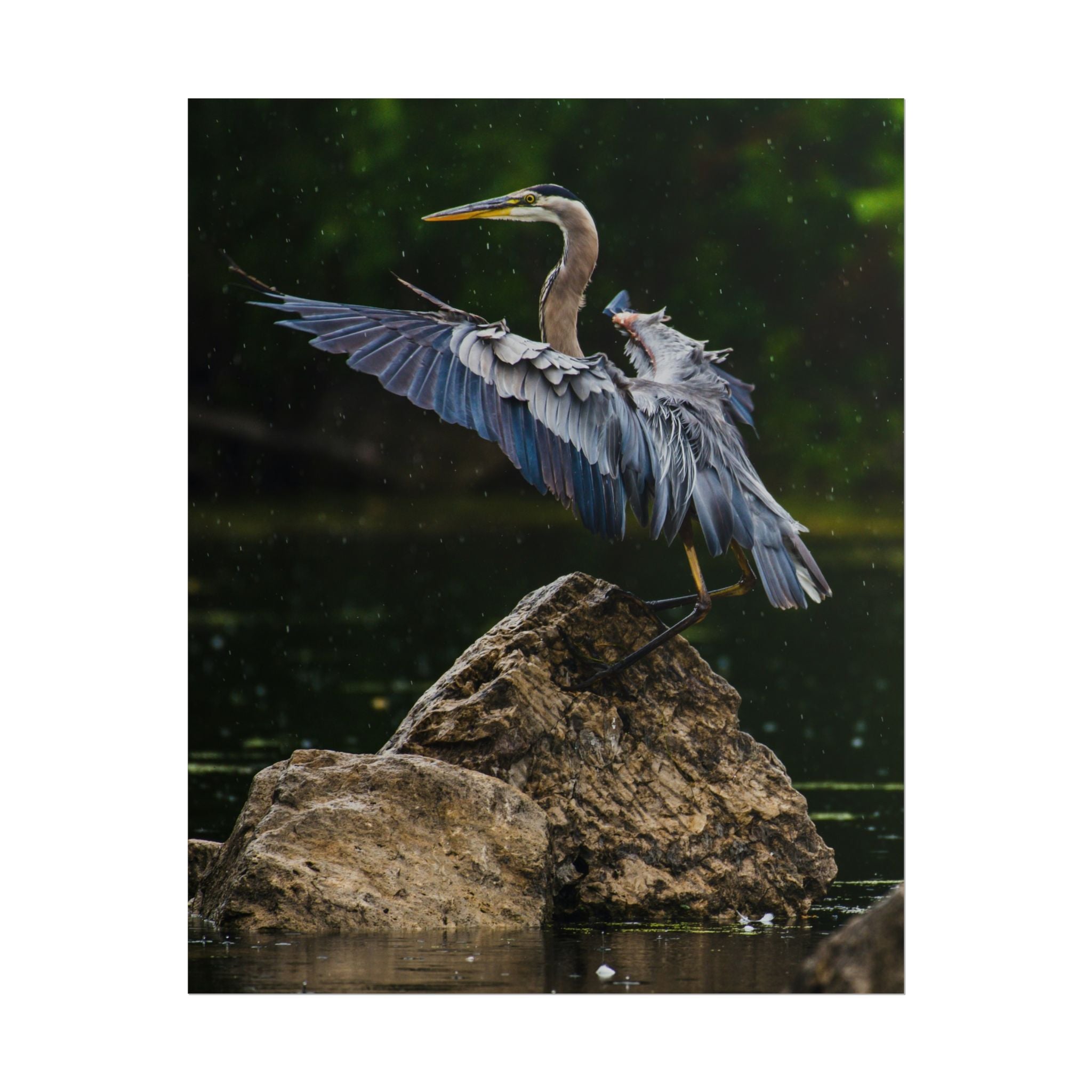 great-blue-heron-poster-wall-art-home-decor-bird-lover-gift-nature-wall-hanging-wildlife-poster