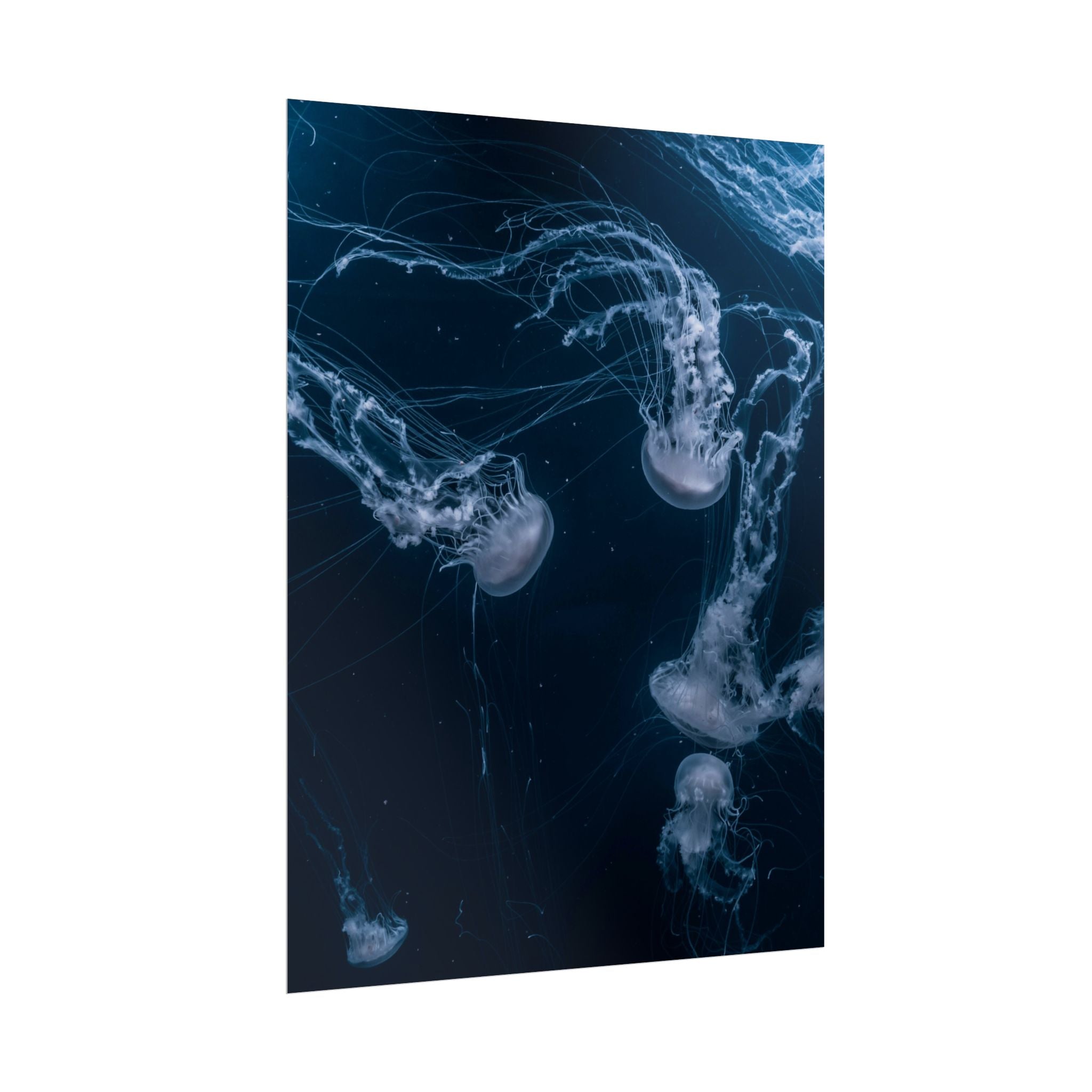 long-jellyfish-wall-art-poster-print-wall-hanging-ocean-life-deep-ocean-decor-home-decor-housewarming-gift