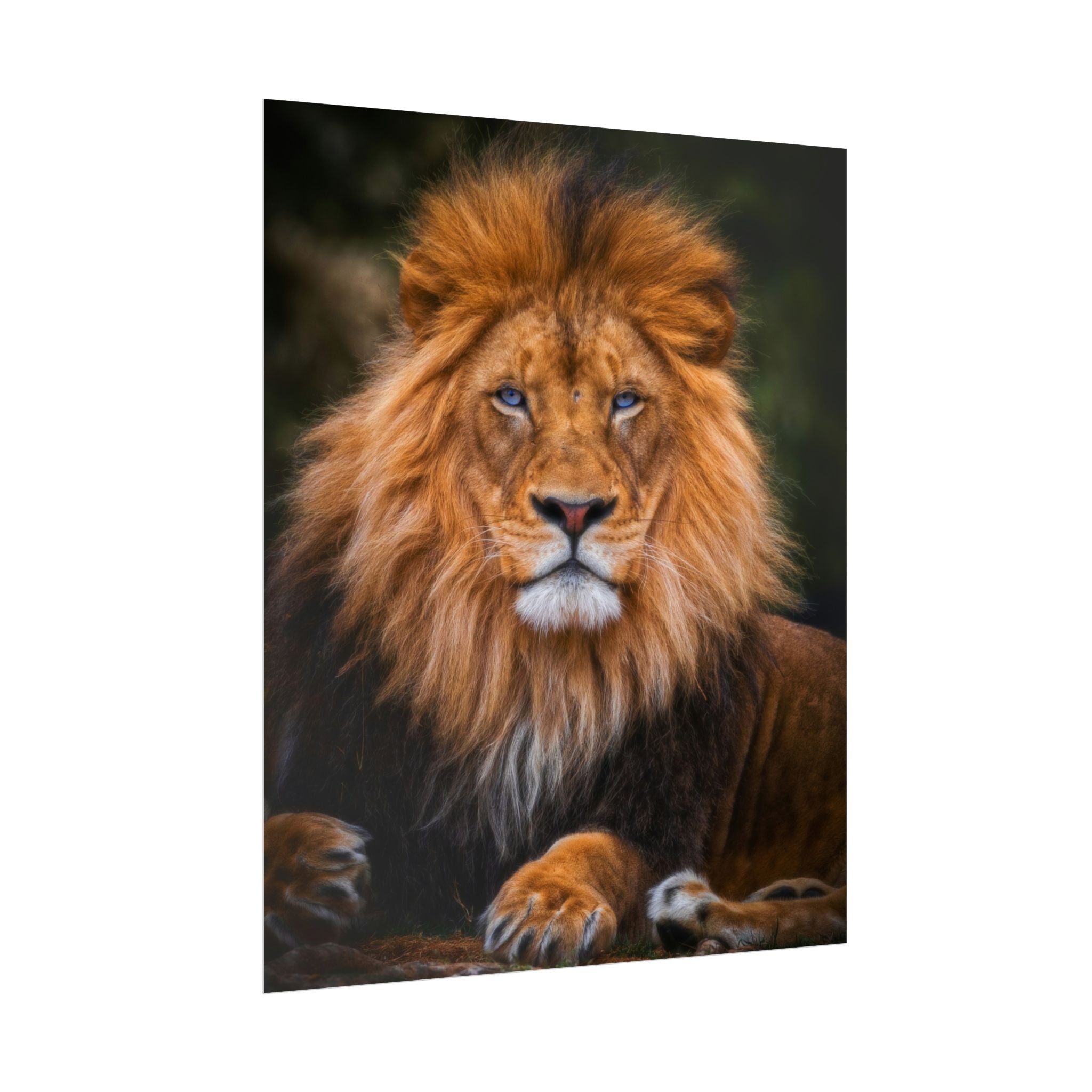 blue-eyed-lion-poster-wall-art-wildlife-home-decor-animal-lover-gift-safari-decoration-wildlife-art-print-lion-wall-decor