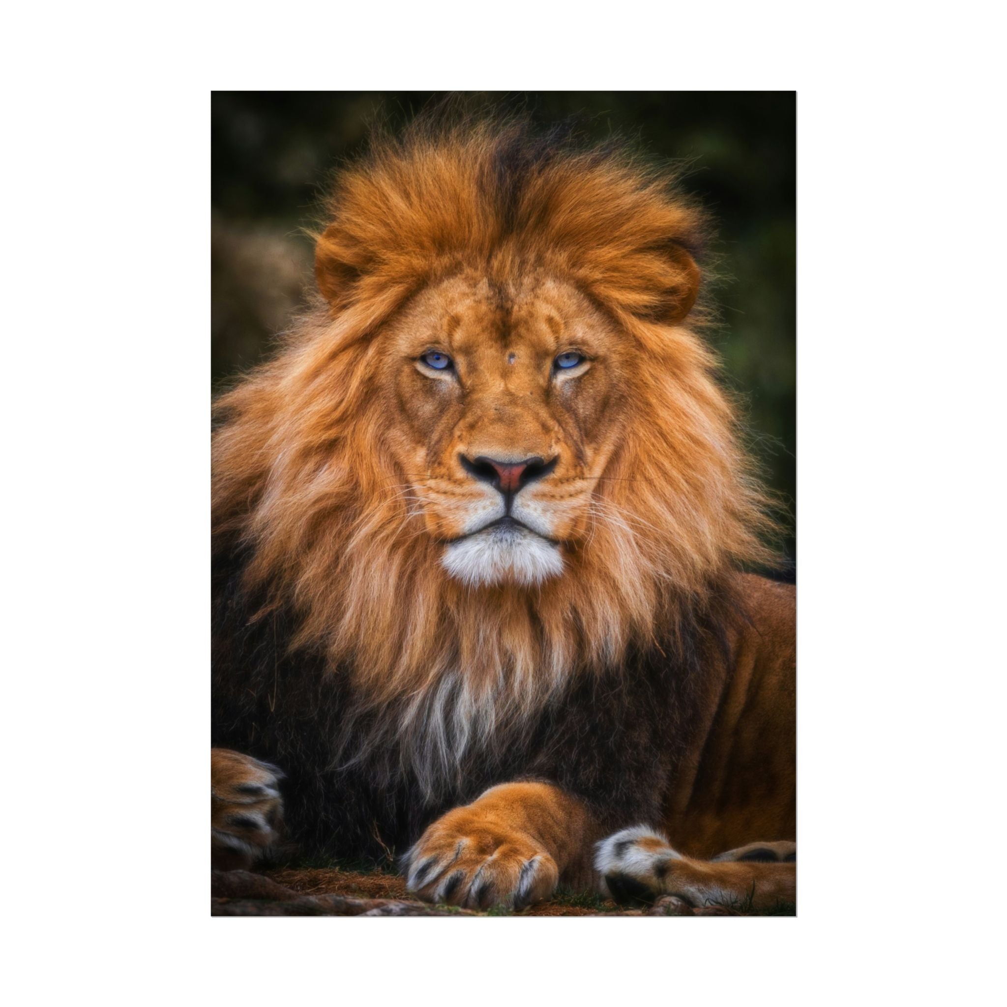 blue-eyed-lion-poster-wall-art-wildlife-home-decor-animal-lover-gift-safari-decoration-wildlife-art-print-lion-wall-decor