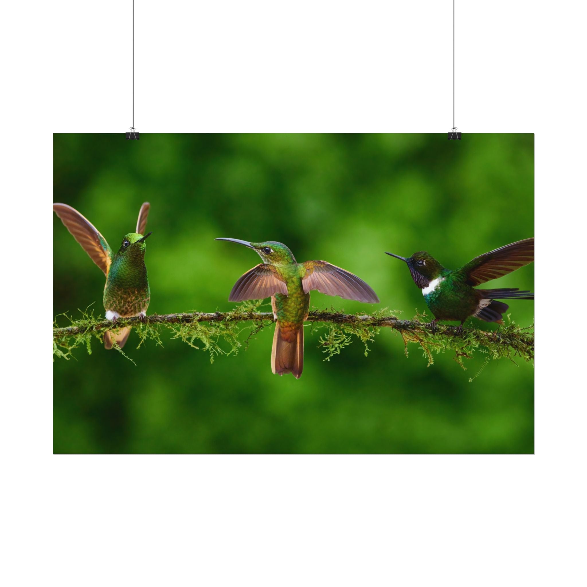 hummingbirds-poster-print-wild-birds-wall-art-home-decor-wall-decor-nature-art-gift-for-bird-lovers-panoramic