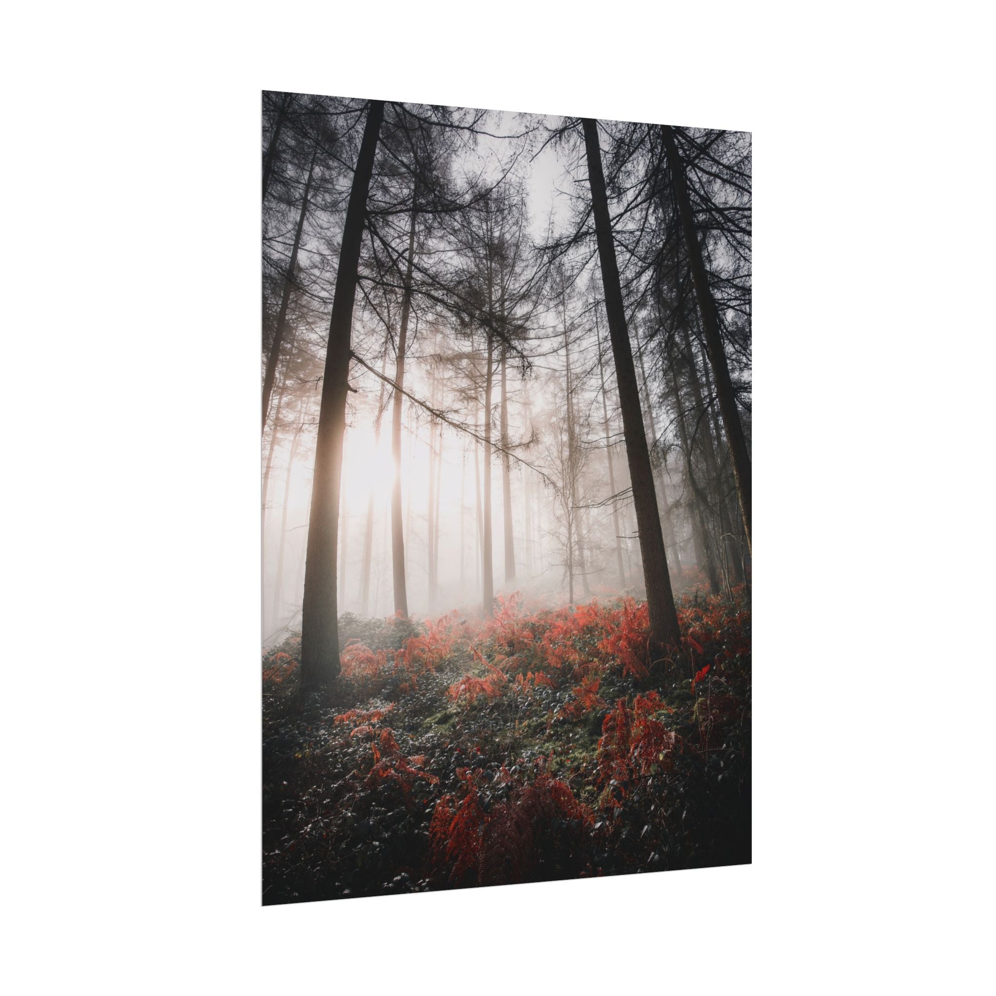 poster-print-misty-woods-art-living-room-wall-decor-sunlight-forest-landscape-aesthetic-nature-art-nature-artwork-poster-gift