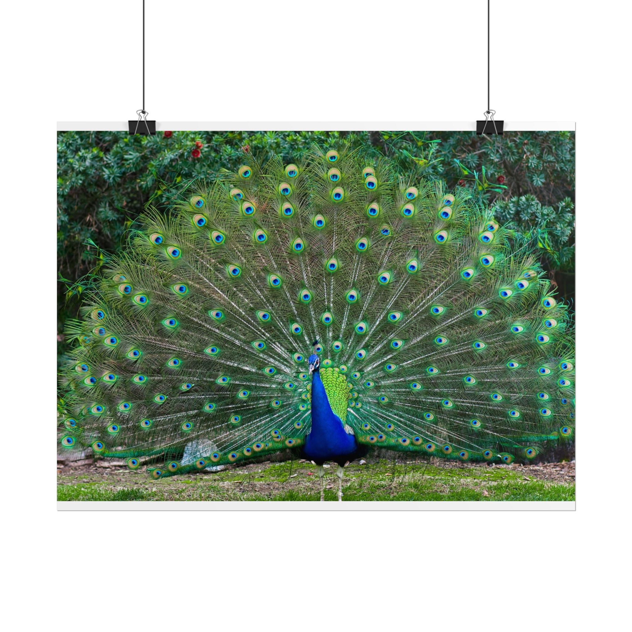 peacock-fine-art-poster-wall-art-print-gift-home-decor-rolled-posters-art-prints-unique-room-decor-animal-lover-gift-nature