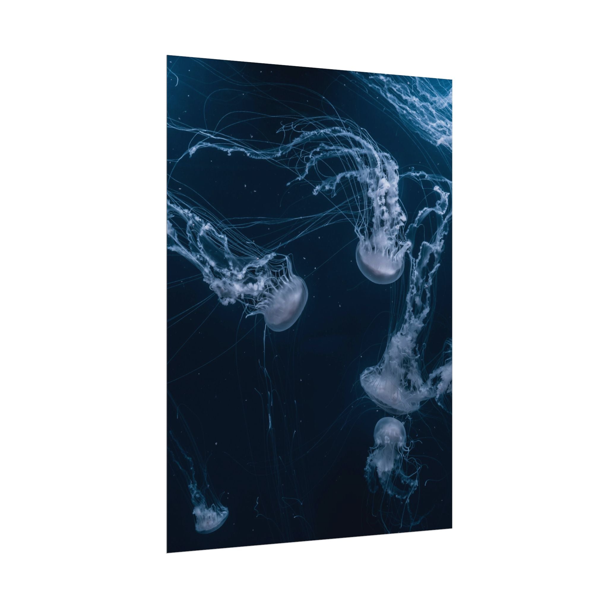 long-jellyfish-wall-art-poster-print-wall-hanging-ocean-life-deep-ocean-decor-home-decor-housewarming-gift