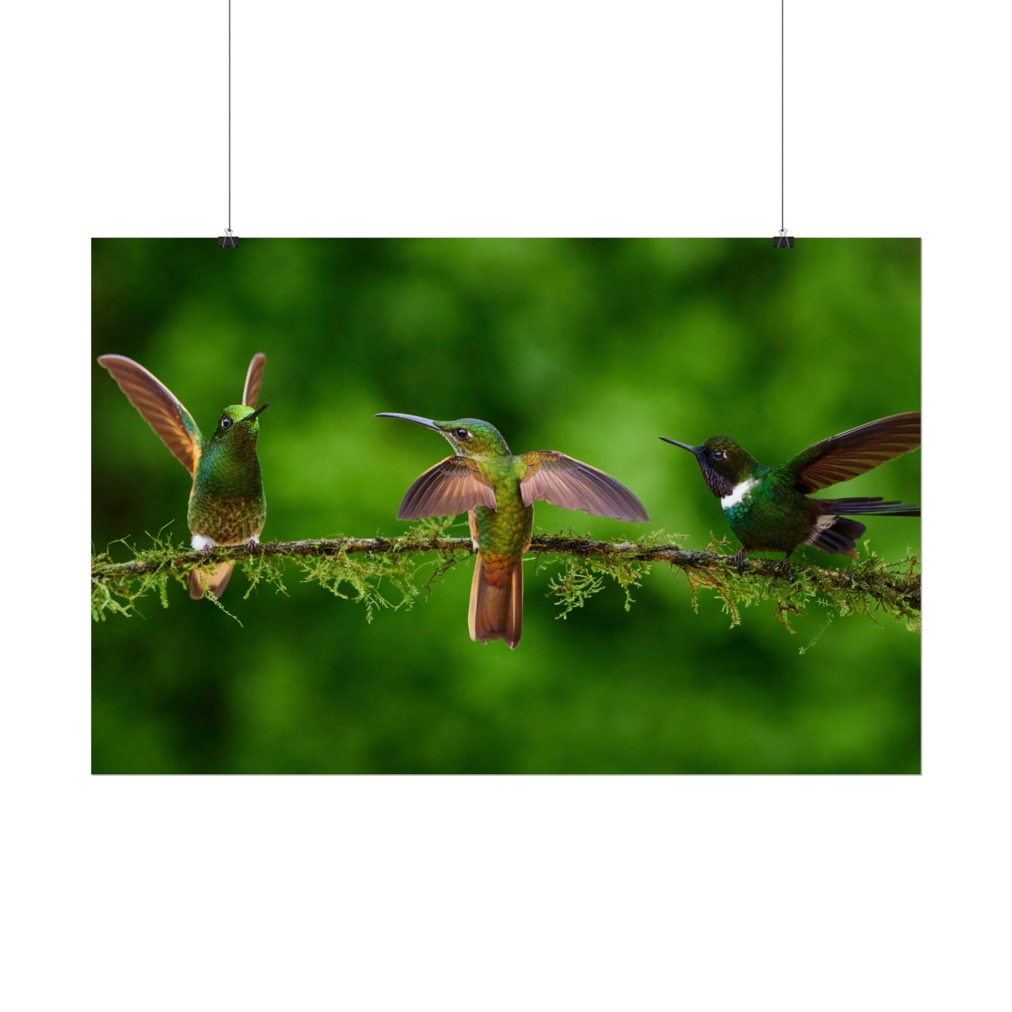 hummingbirds-poster-print-wild-birds-wall-art-home-decor-wall-decor-nature-art-gift-for-bird-lovers-panoramic