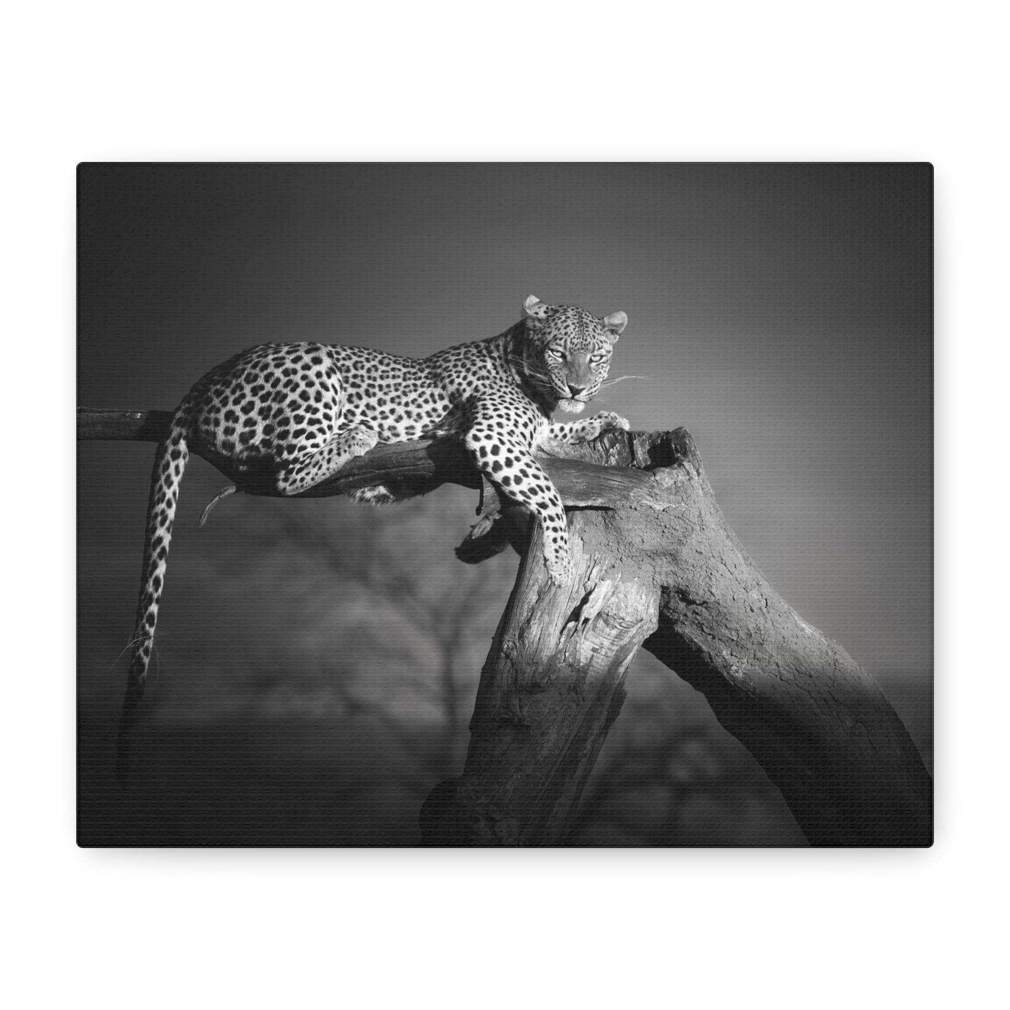 canvas-print-leopard-africa-savanna-wall-decor-black-and-white-photography-living-room-art-stretched-matte-canvas-home-decor-