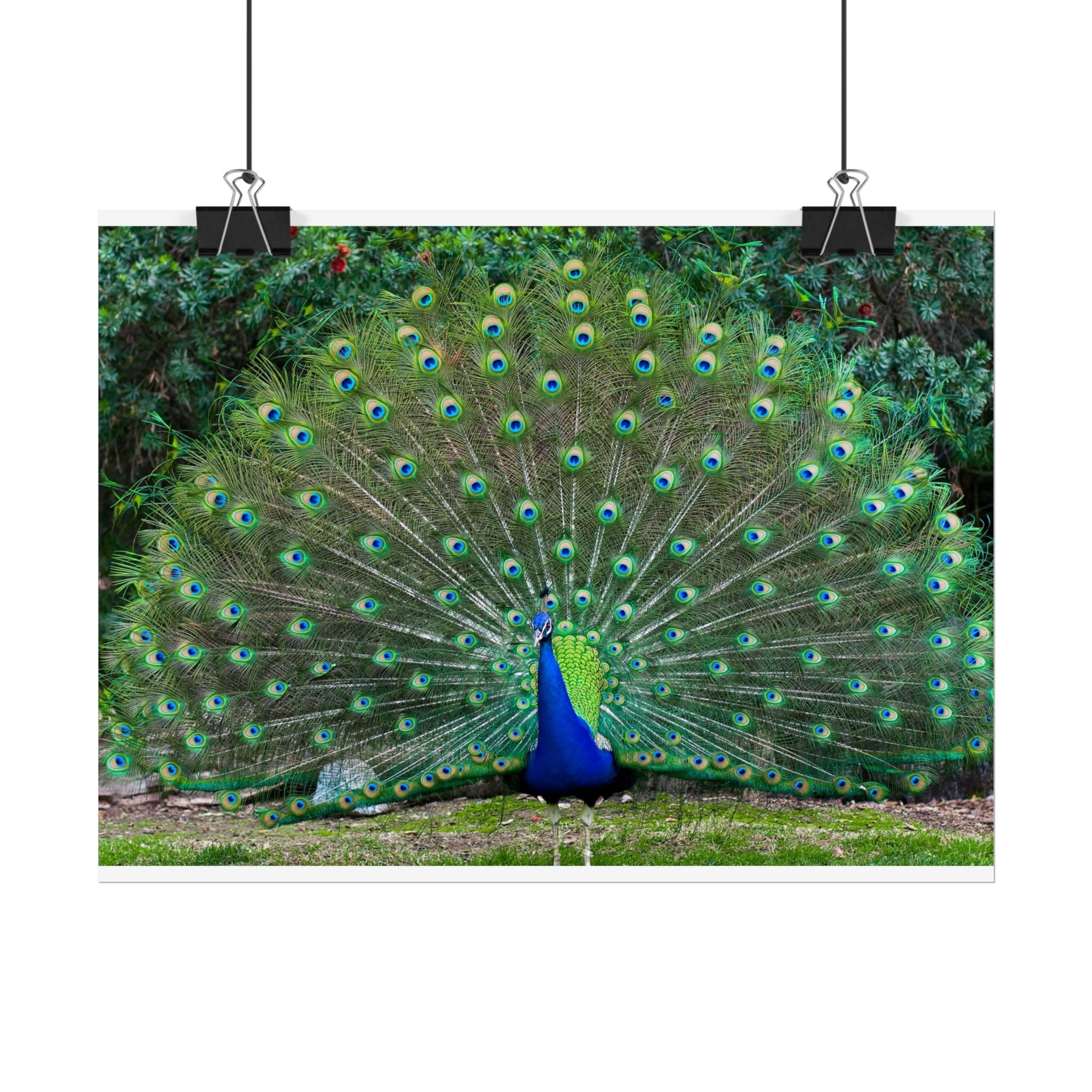 peacock-fine-art-poster-wall-art-print-gift-home-decor-rolled-posters-art-prints-unique-room-decor-animal-lover-gift-nature