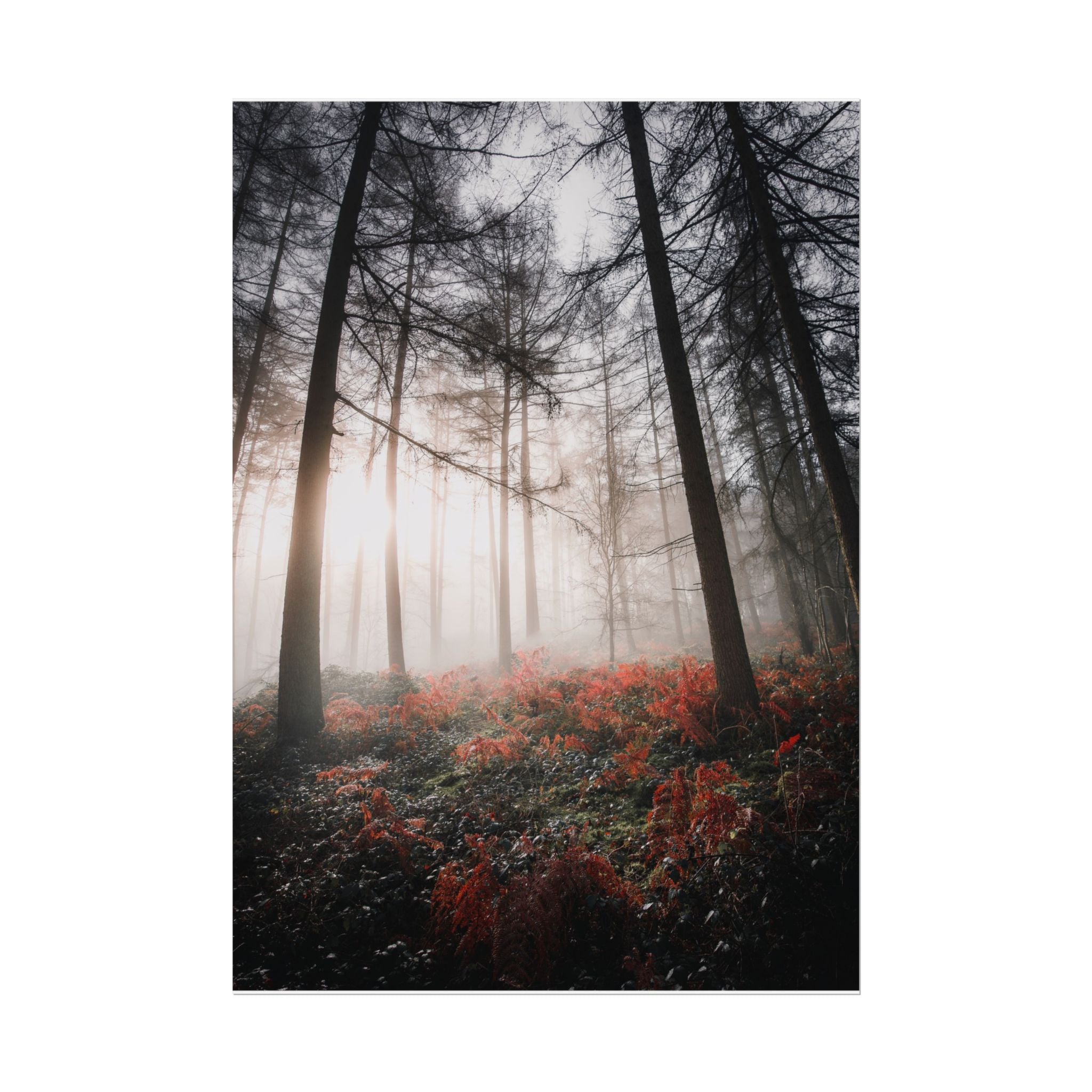 poster-print-misty-woods-art-living-room-wall-decor-sunlight-forest-landscape-aesthetic-nature-art-nature-artwork-poster-gift