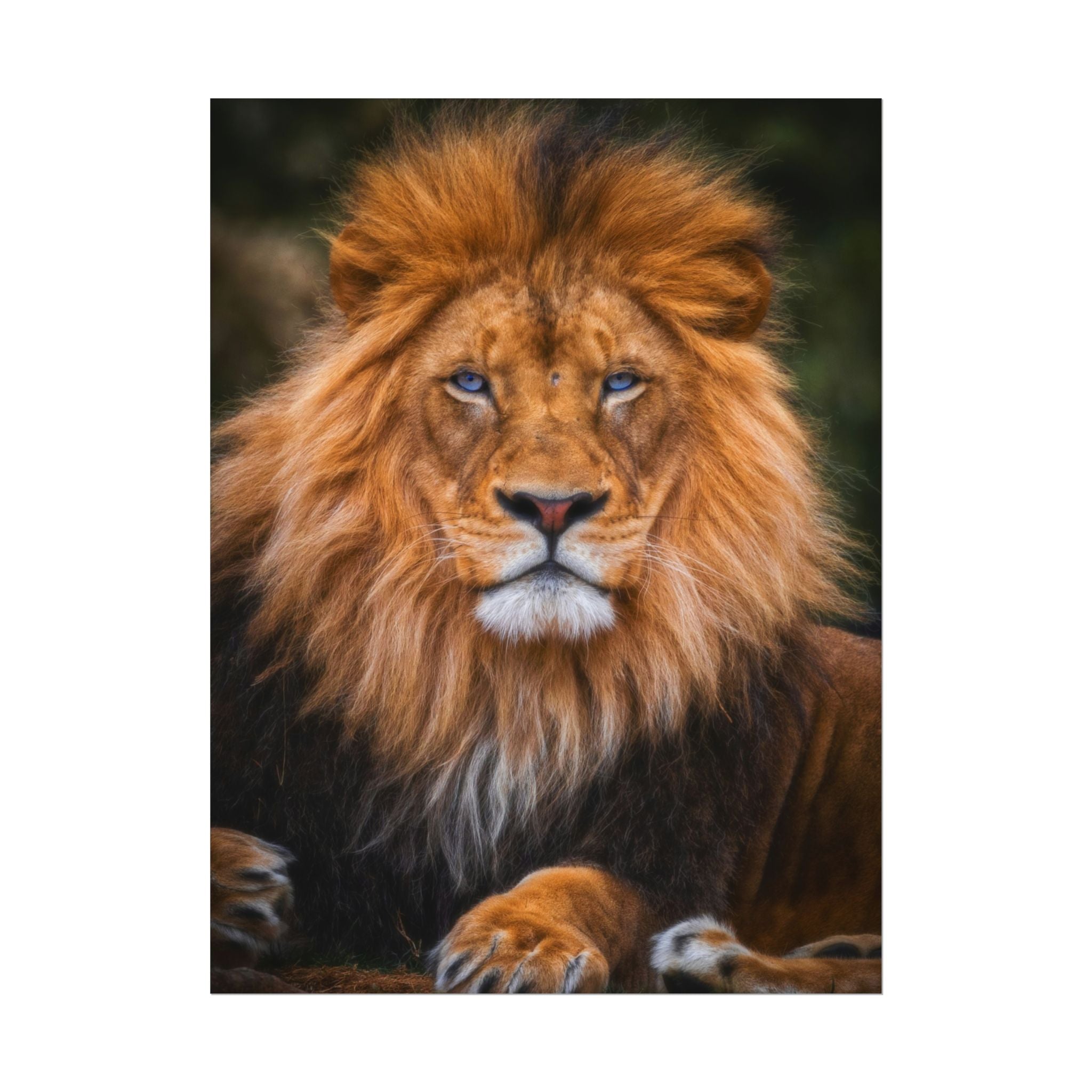 blue-eyed-lion-poster-wall-art-wildlife-home-decor-animal-lover-gift-safari-decoration-wildlife-art-print-lion-wall-decor