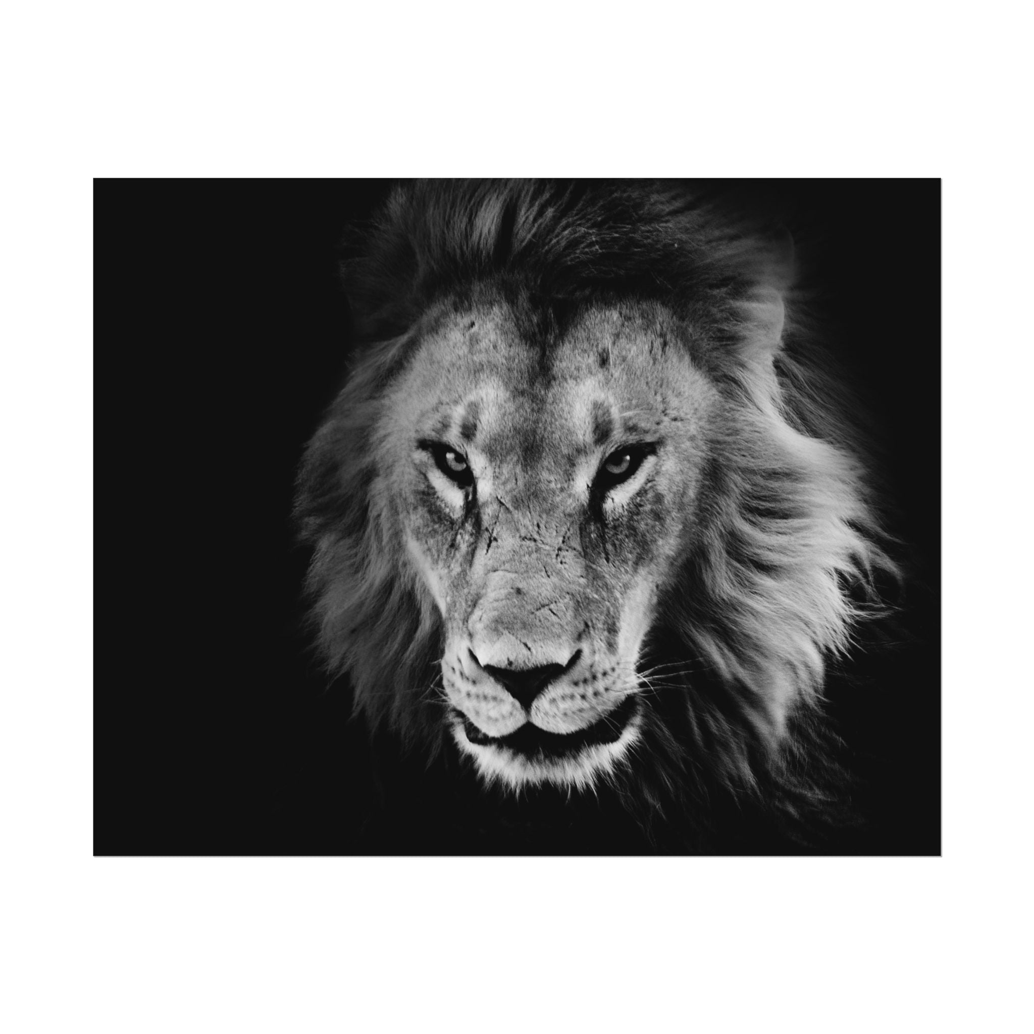 poster-print-lion-wall-art-black-and-white-living-room-decor-monochrome-art-lion-poster-jungle-animal-art-print-wildlife-safa