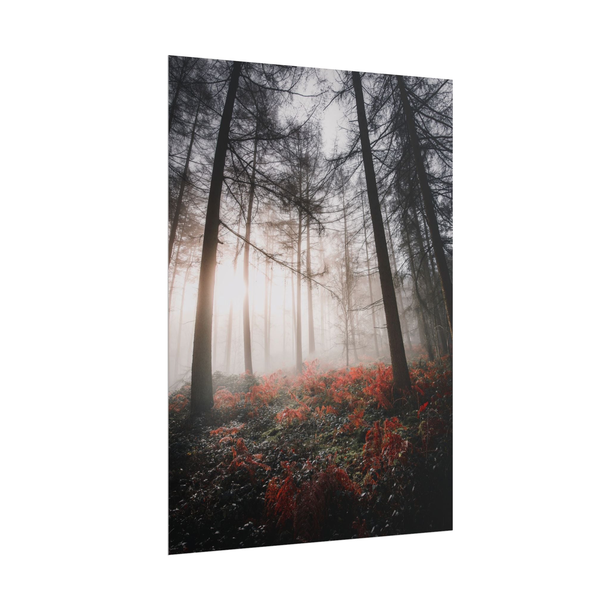 poster-print-misty-woods-art-living-room-wall-decor-sunlight-forest-landscape-aesthetic-nature-art-nature-artwork-poster-gift