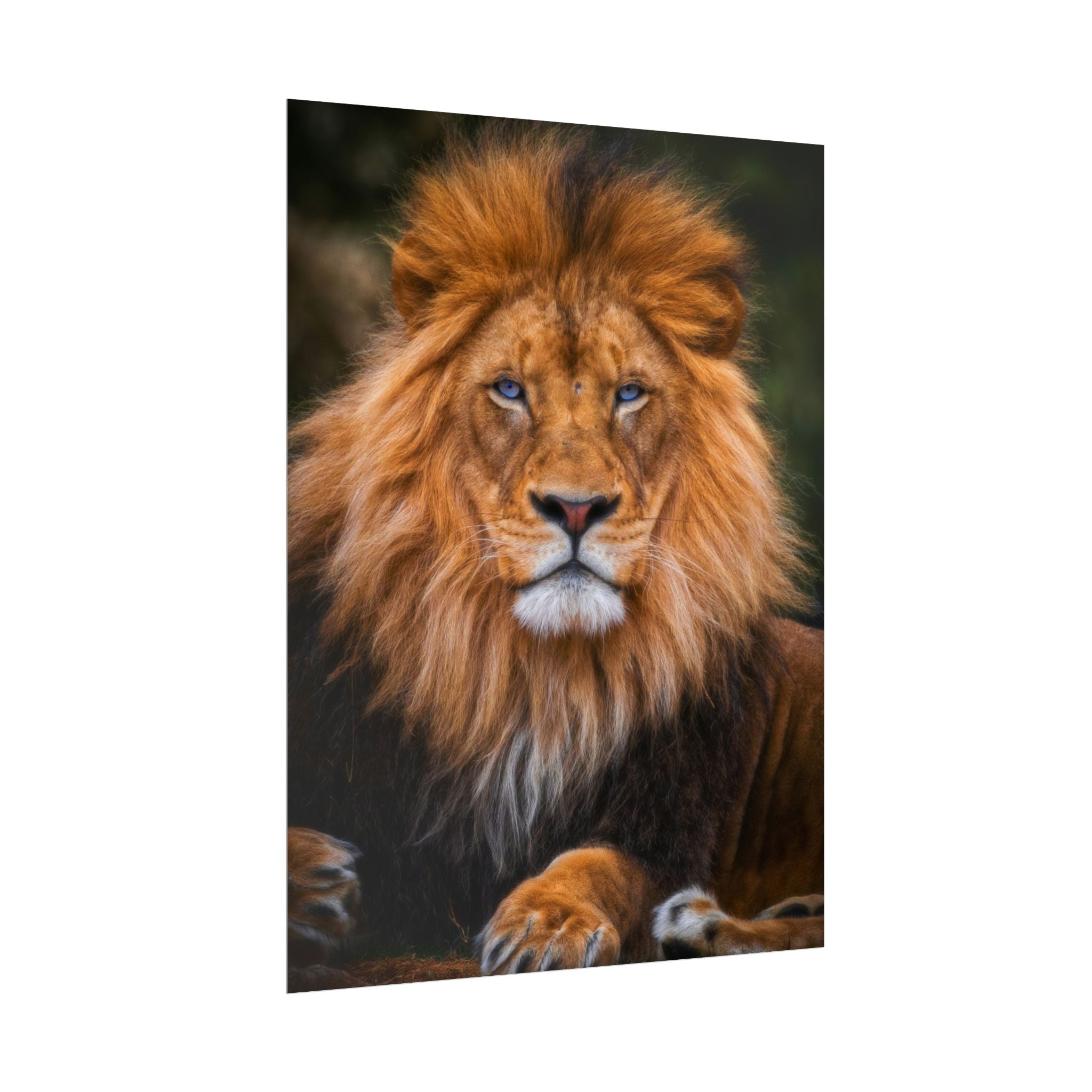 blue-eyed-lion-poster-wall-art-wildlife-home-decor-animal-lover-gift-safari-decoration-wildlife-art-print-lion-wall-decor