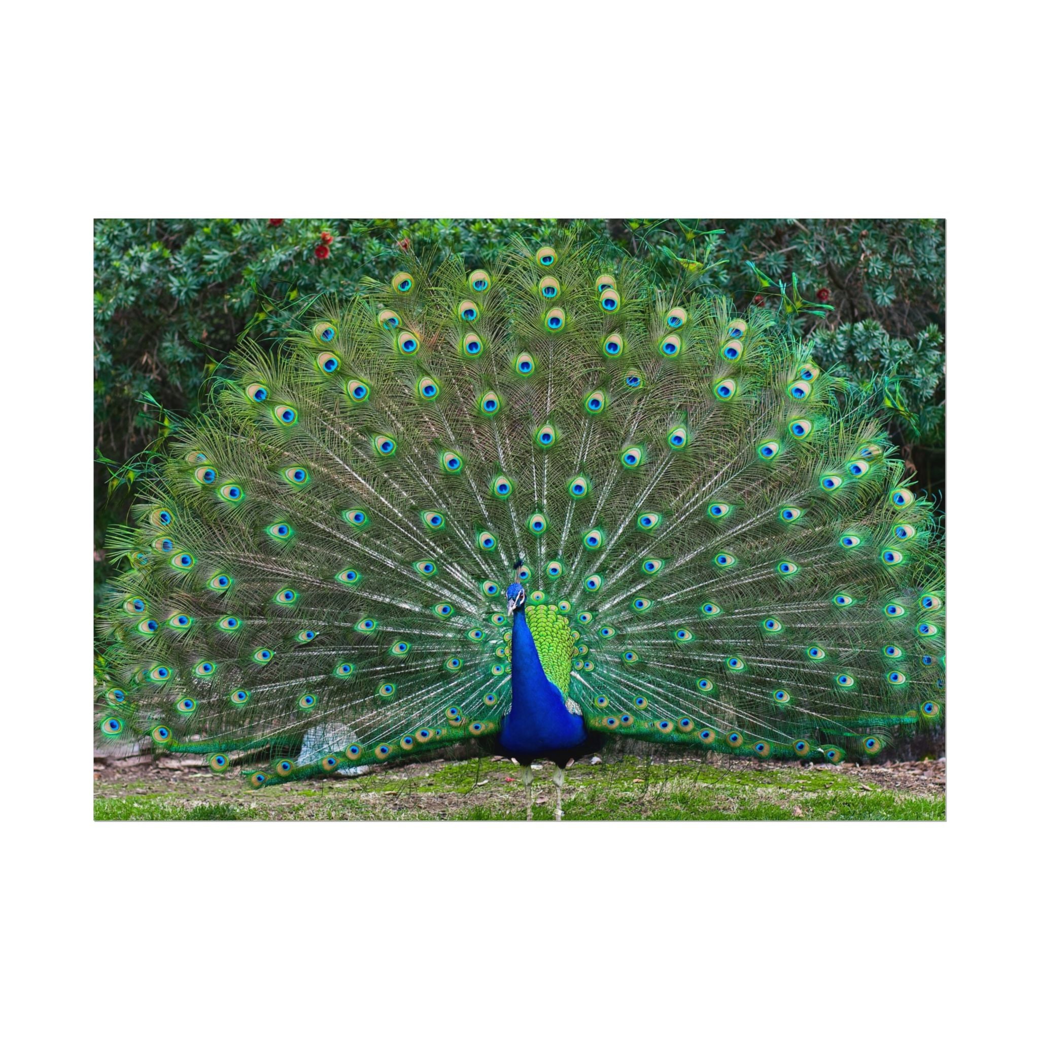 peacock-fine-art-poster-wall-art-print-gift-home-decor-rolled-posters-art-prints-unique-room-decor-animal-lover-gift-nature
