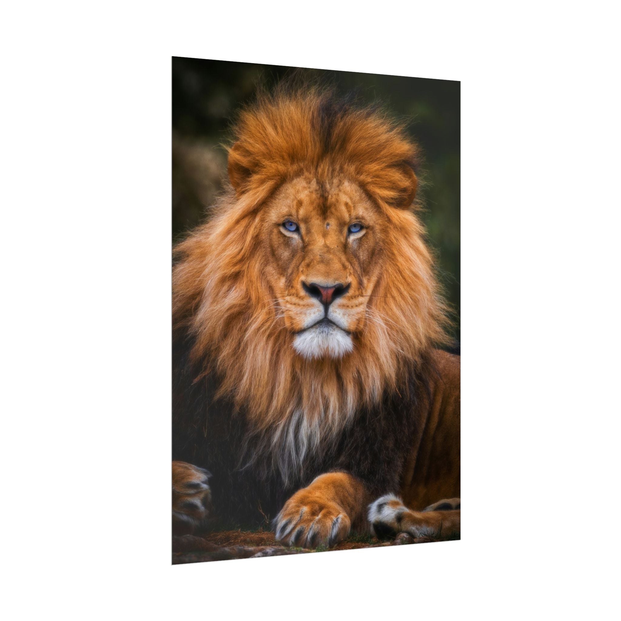 blue-eyed-lion-poster-wall-art-wildlife-home-decor-animal-lover-gift-safari-decoration-wildlife-art-print-lion-wall-decor