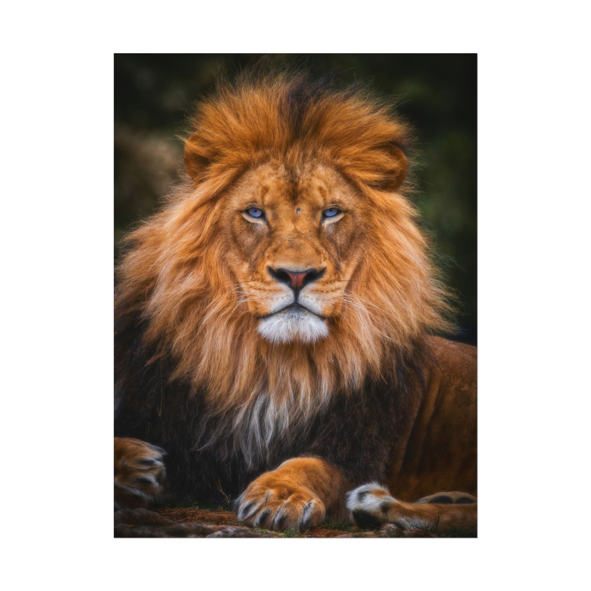 blue-eyed-lion-poster-wall-art-wildlife-home-decor-animal-lover-gift-safari-decoration-wildlife-art-print-lion-wall-decor